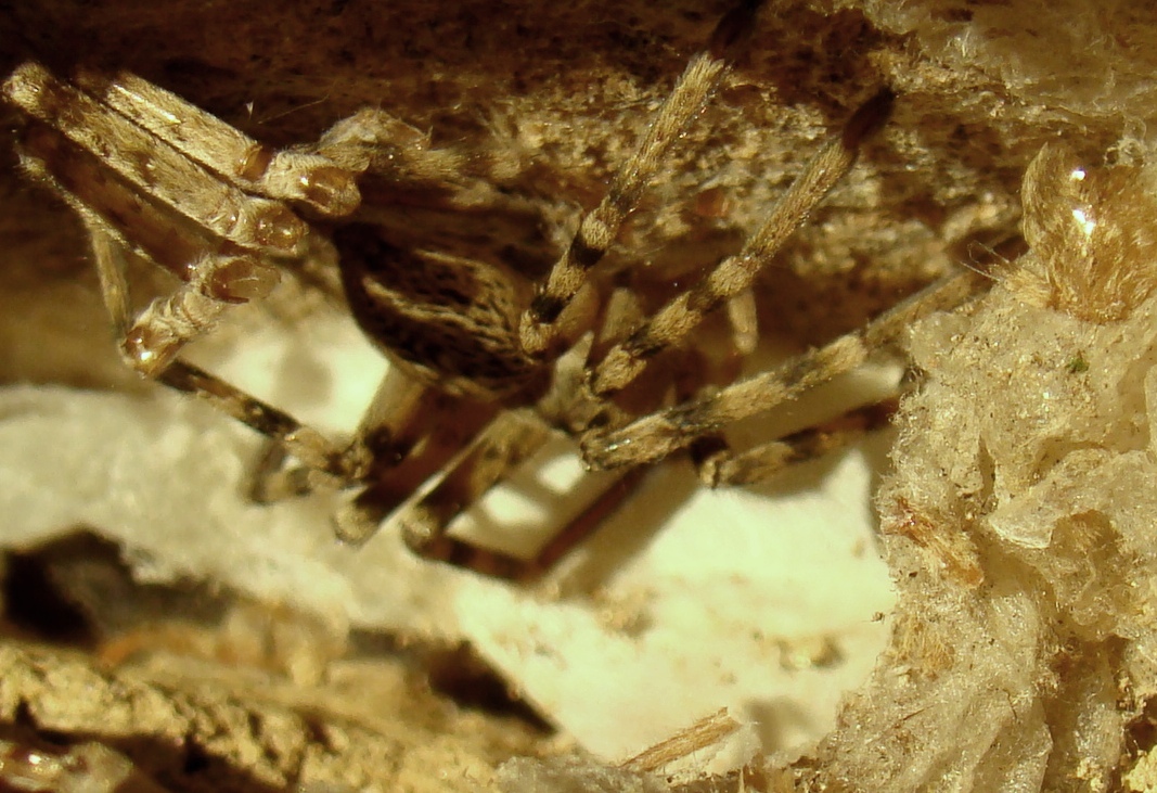 Hai muitos mundos, cada un cul sou: este aranhon bibe seguramente noutro mundo. Aqui ls uolhos nun cuontan…