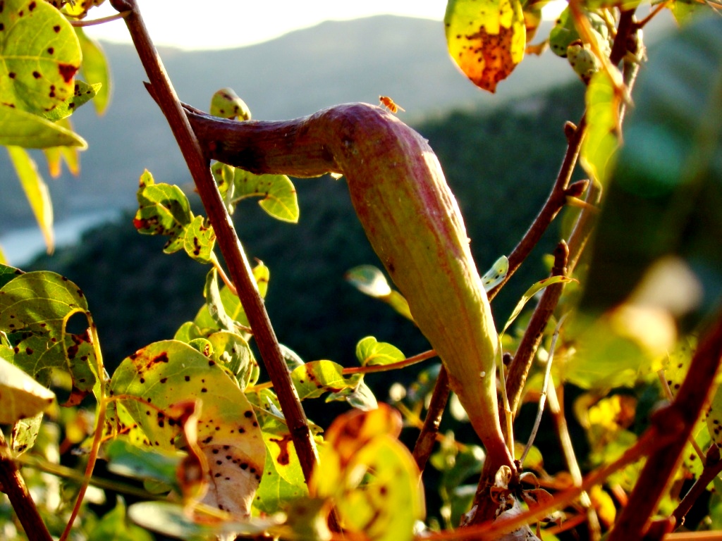 Ls Ocres, amarielhos, castanhos calientes, berdes reixados, sangres de bui, i tal, fázen la beleza desta…