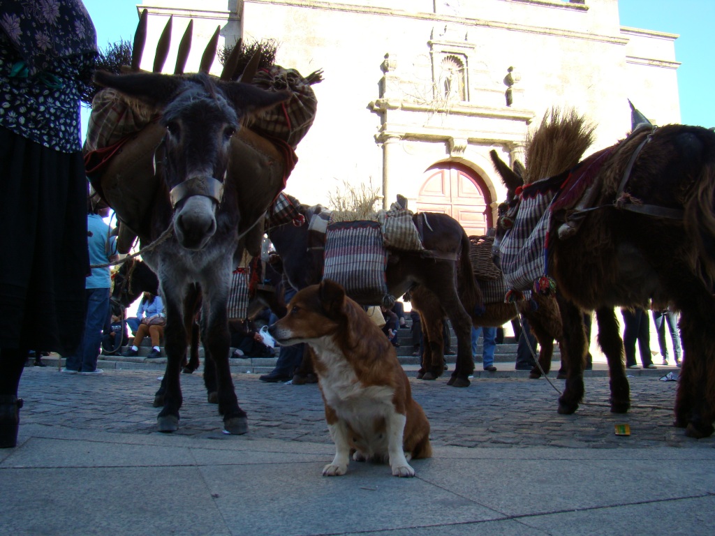 Esta fui la purmeira feira de ls Burros/Grazes sien caier l die 30. An buona hora la Junta tomou la decison…