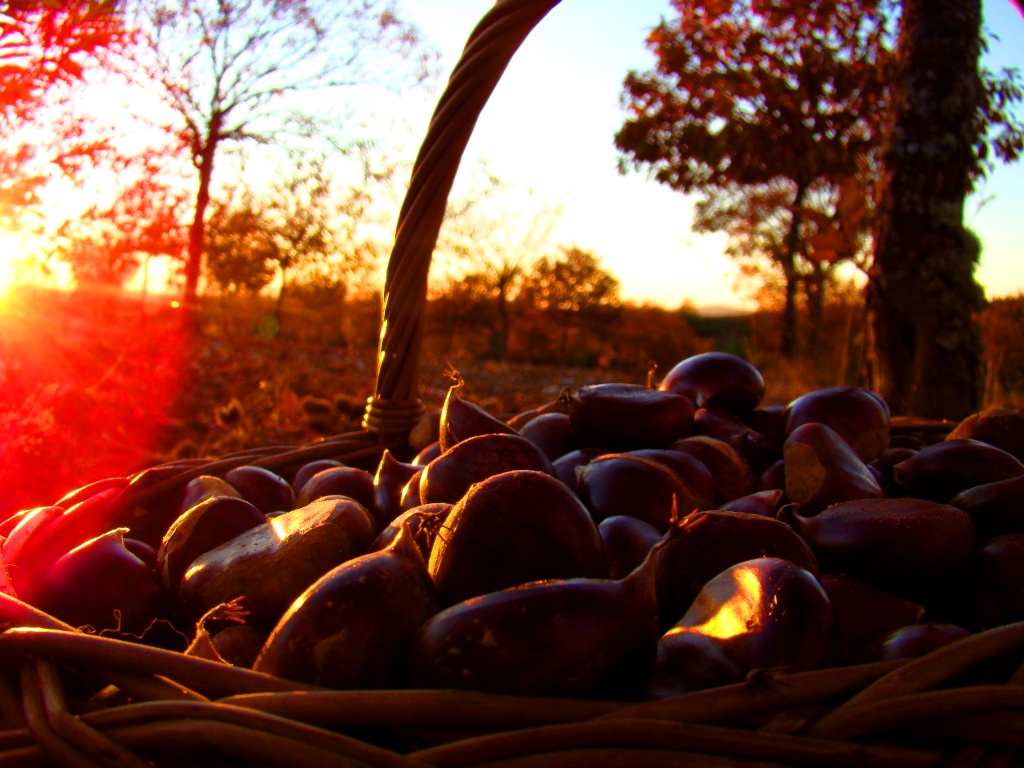 Un die destes fui-me a castanhas...
