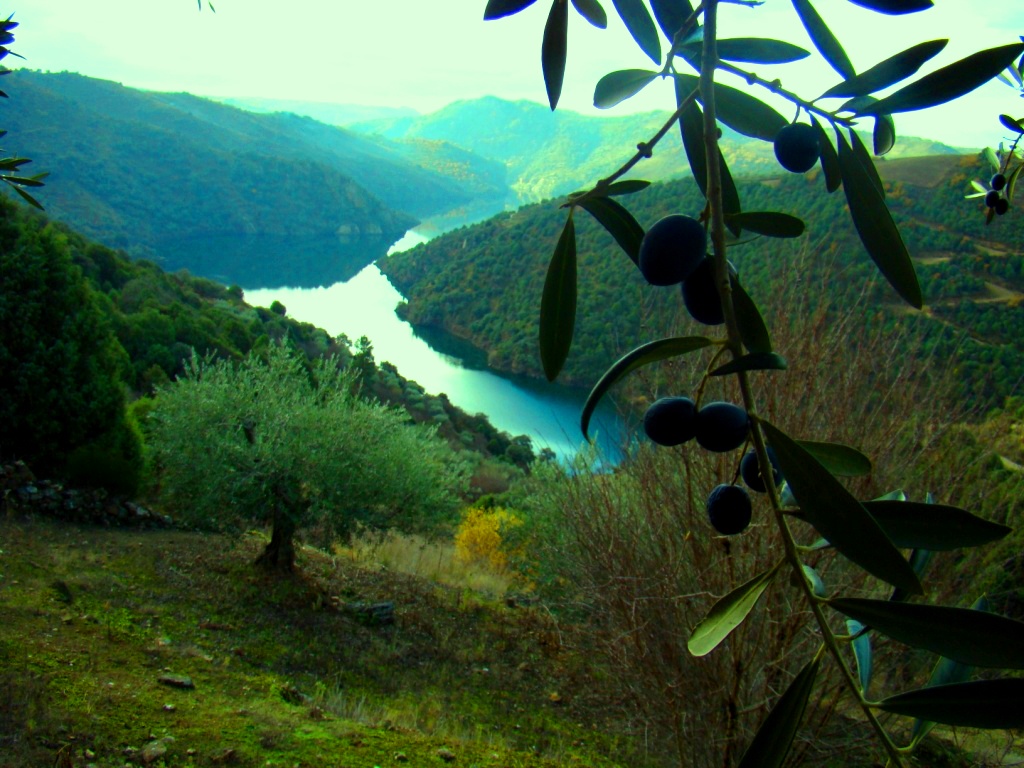 Hoije fui die de ir a azeitunas para Forcaleiro. L die stubo bien buono i pali, las cousas cuorren siempre…