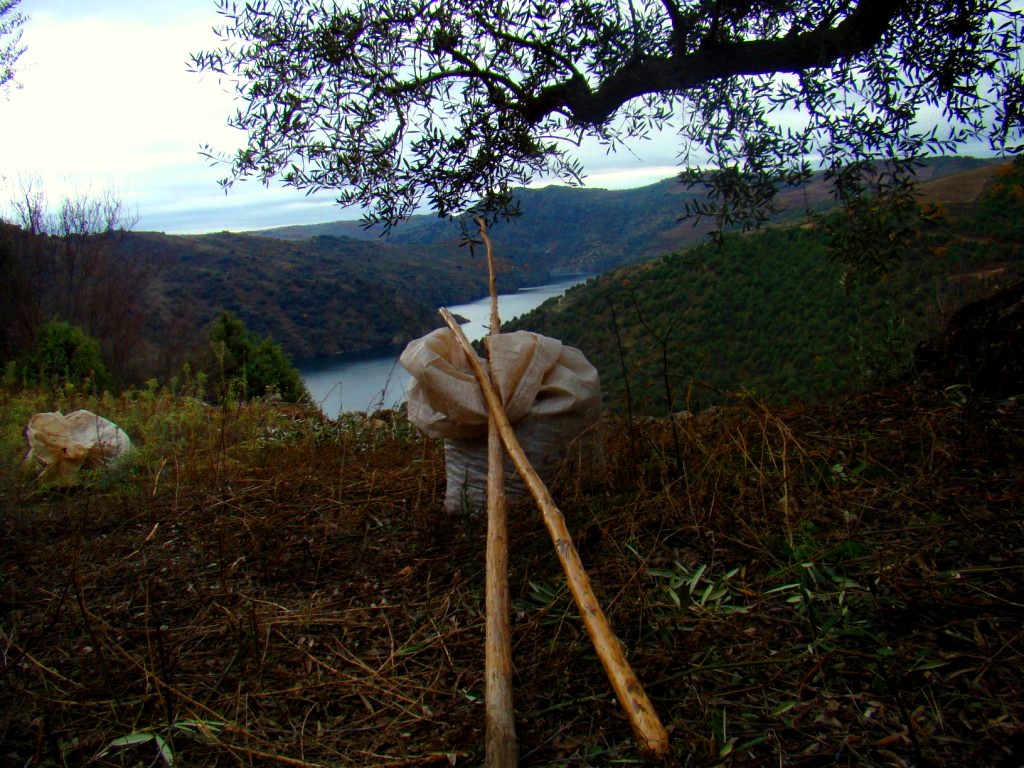 A las oulibeiras, bara nun le faltou, las probes... Inda nun tengo bariador eilétrico... cul basqueiro que…