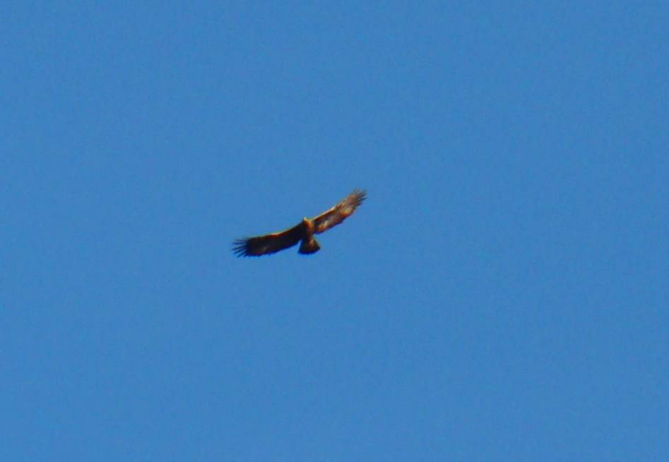 La águila perdizeira hoije si abistaba loinge...
