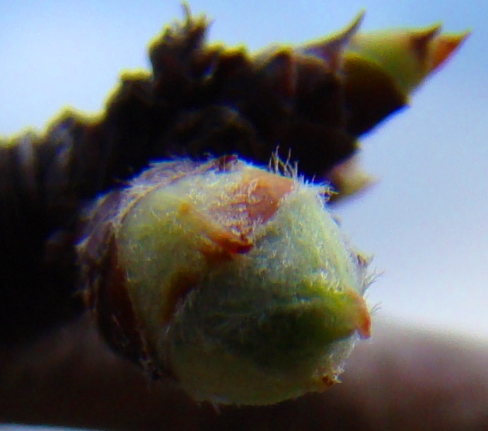 Todo stá a chocar, sobretodo la frol d'almendreira!