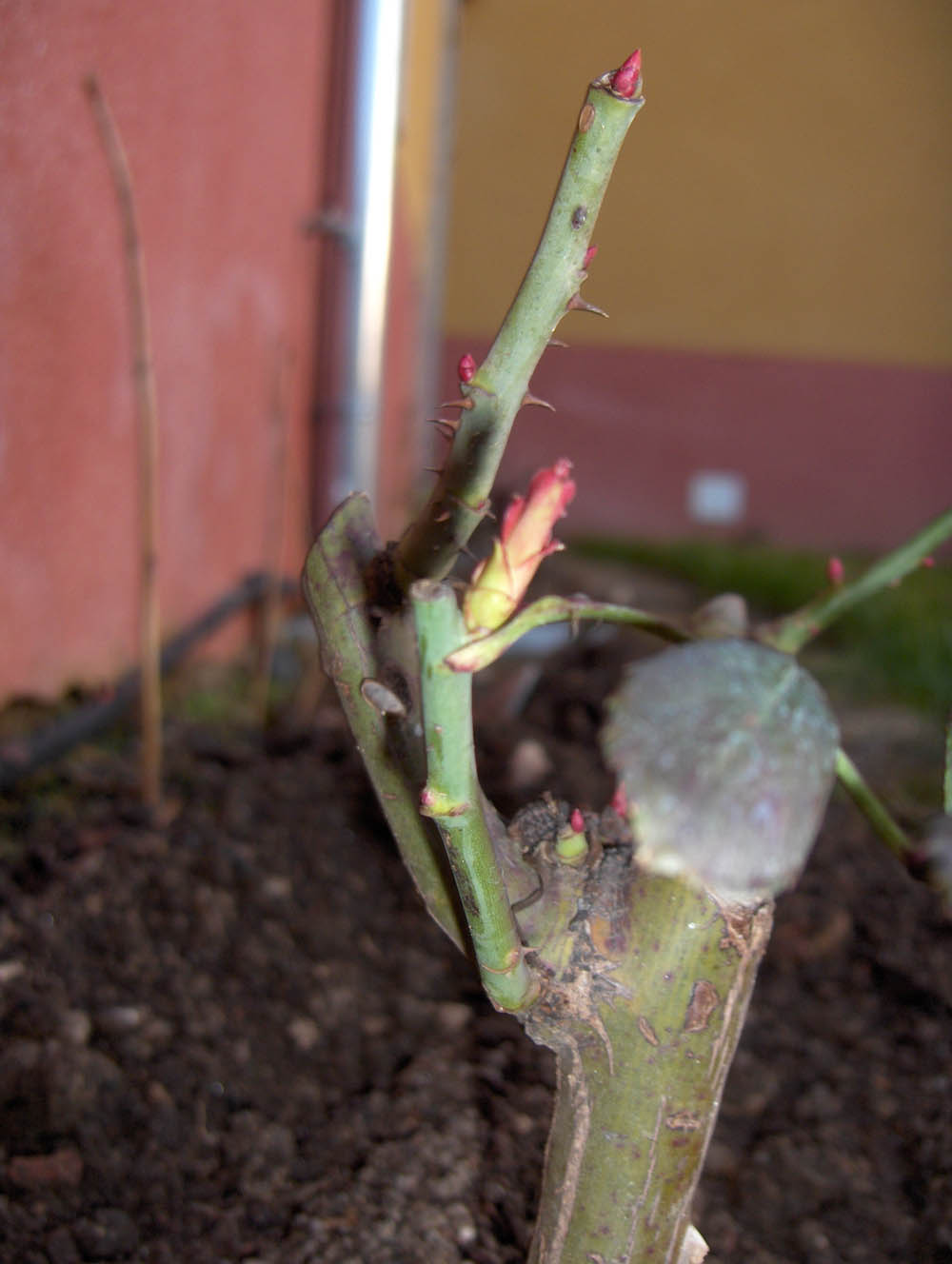 Apuis pus-me a calecer un pouco al sol i mirai: parece que que las plantas yá stan a querer botar-se fuora!...