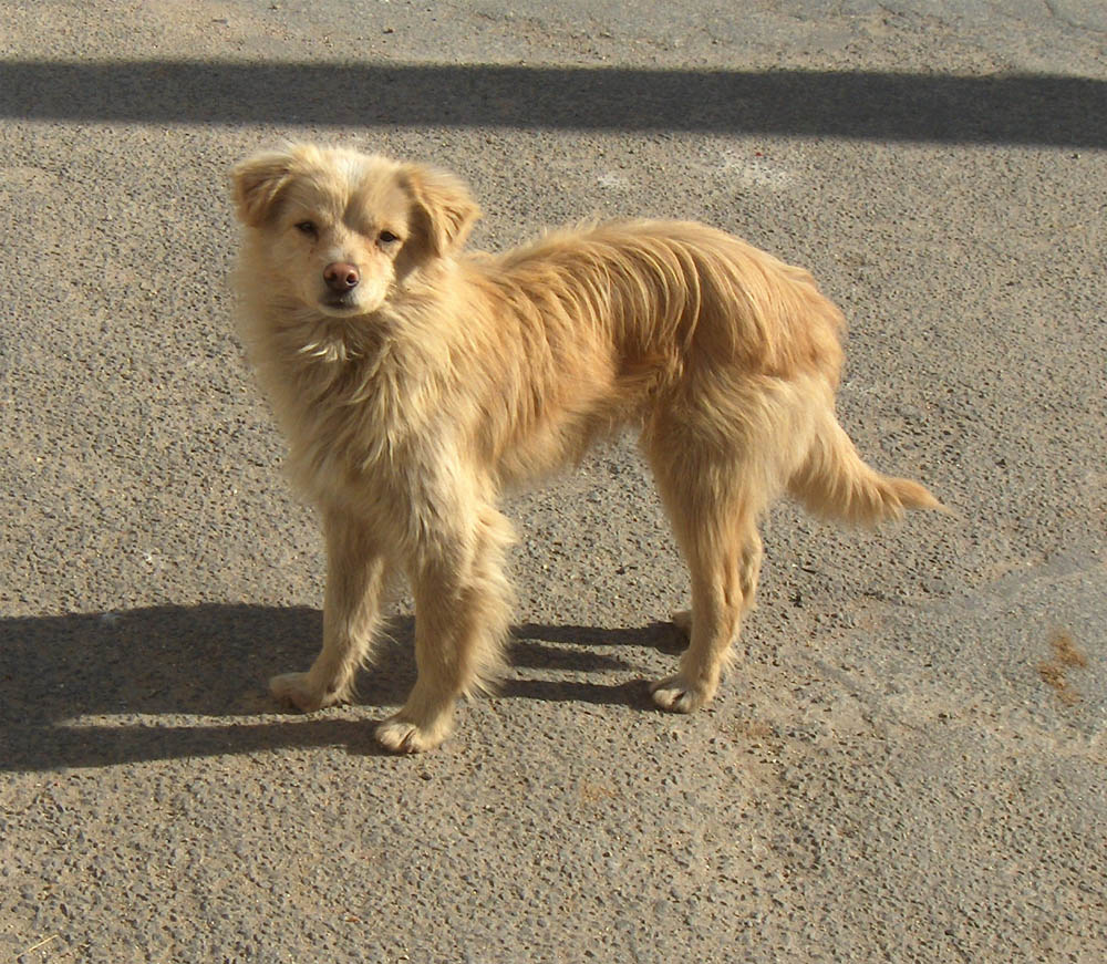 L perro nun tenerie muita fartura, mas parecei tener gana d’auga!