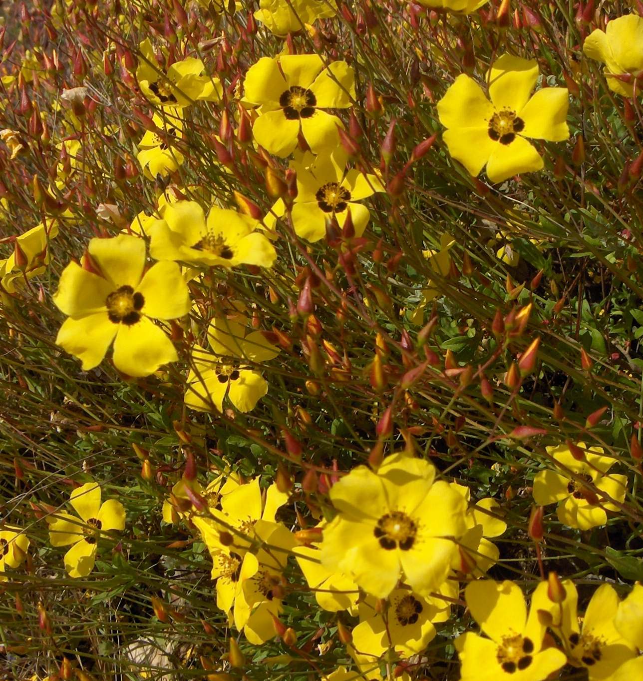 Bota uas floricas a mode l tomilho cigano, mas nun ye tomilho ye ua yerba, a ber se algun sabe cumo se chama?