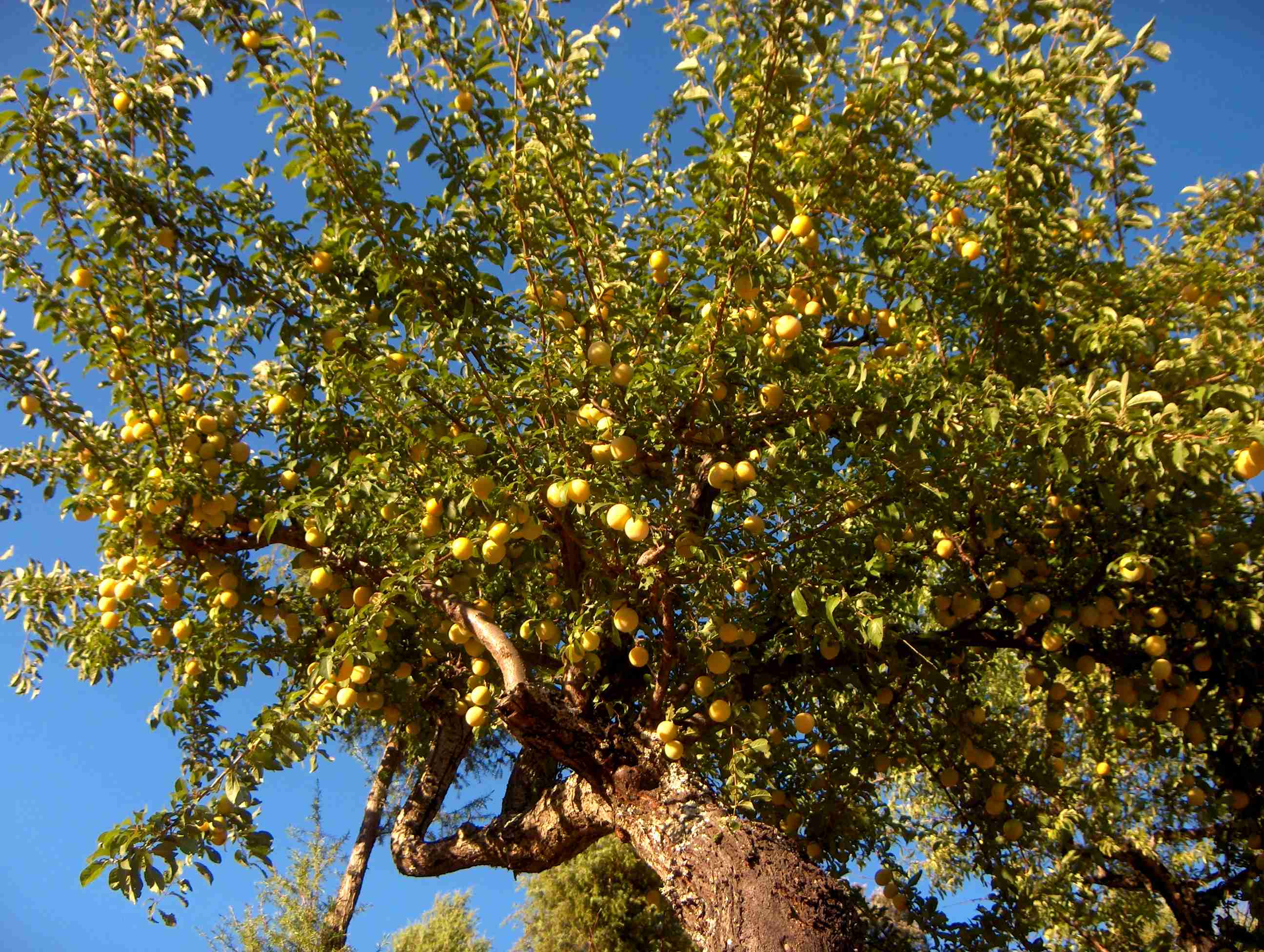 Lembrai-bos de l'almexineira de las flores a mirar pa l riu? Ye por esso que se diç que l berde ye sprança…