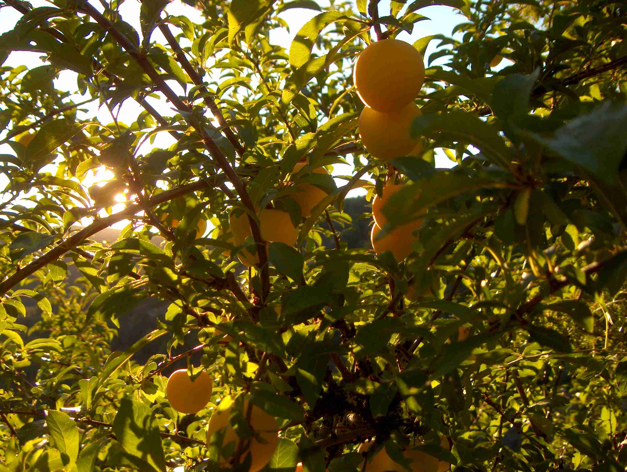 La magie de l sol ajudou siempre l berde a quedar colheita relamposa...
