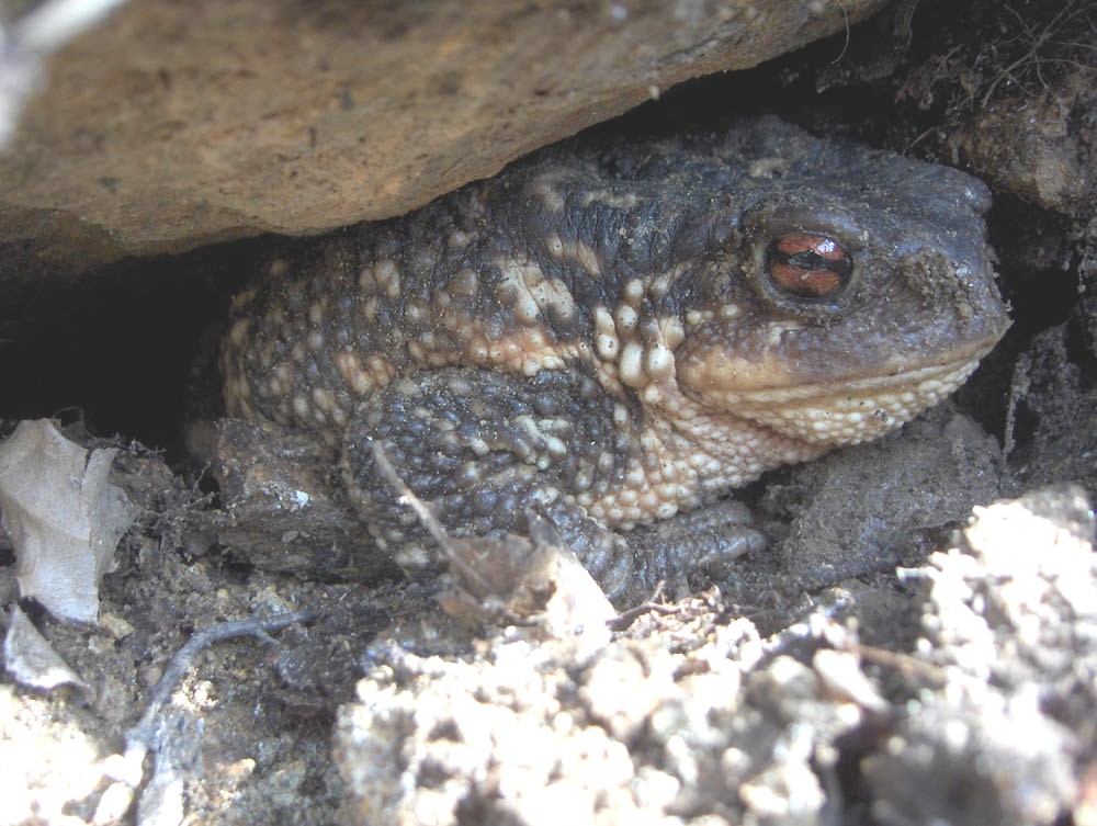 Apuis apareciu un sapo angarés debaixo dua piedra. Staba bien criado...