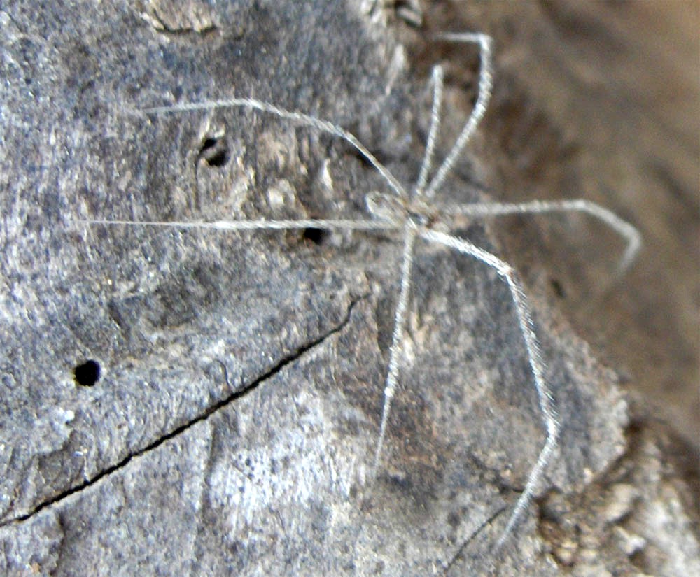 Apuis, de l meio de ls rachones, apareciu un aranhon cuas patas mais grandes que you sei alhá, i anquanto el…