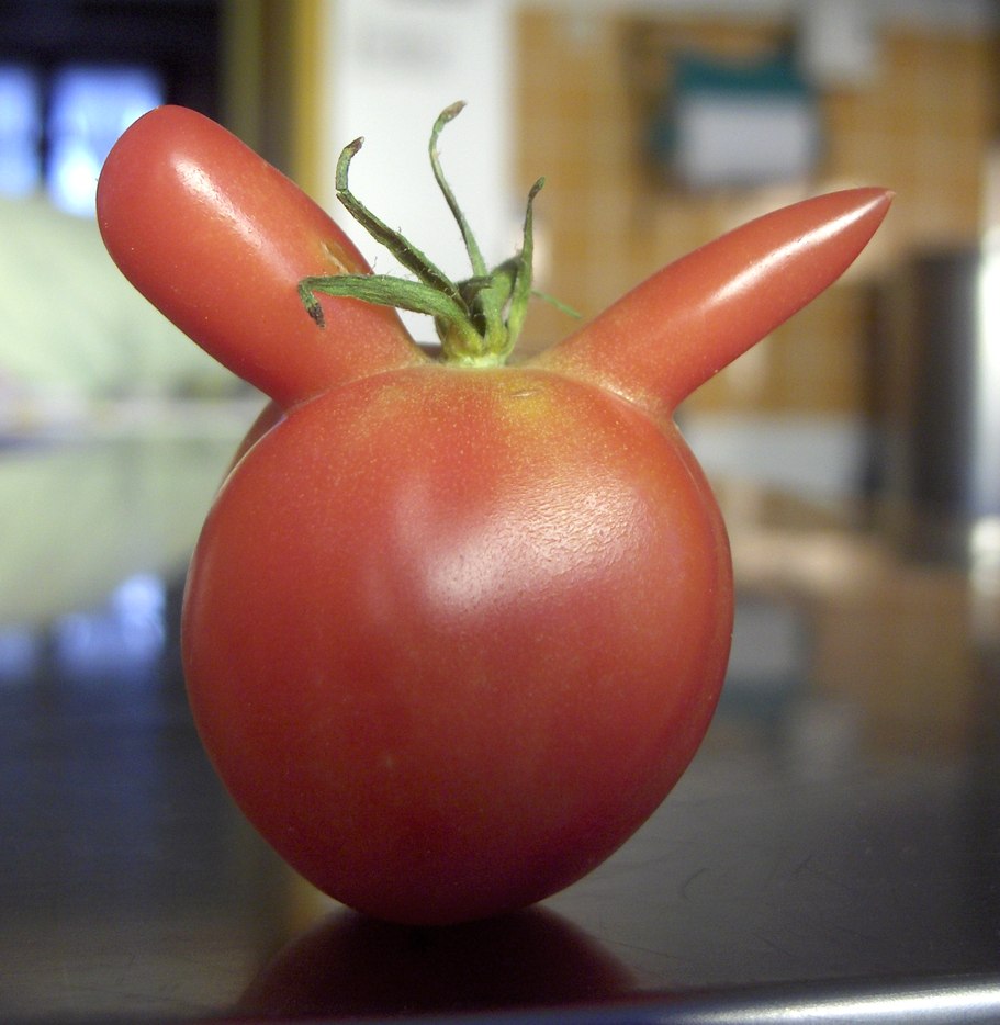 Tomate ó frol! Salada, ramo ó touro!!?