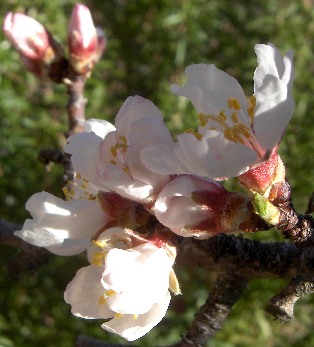 Las almendreiras tamien...