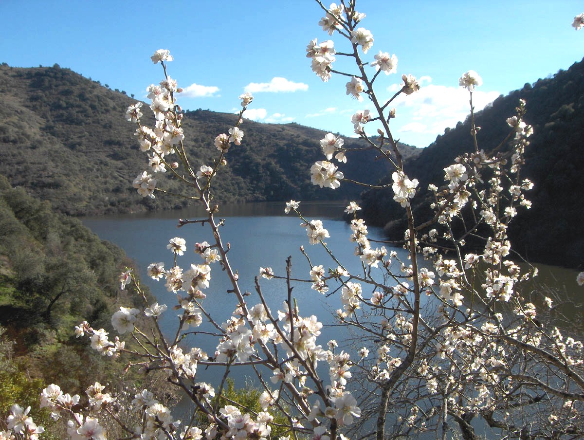 I las almendreiras a çfazéren-se an quelores, anquanto míran l’auga de l riu...