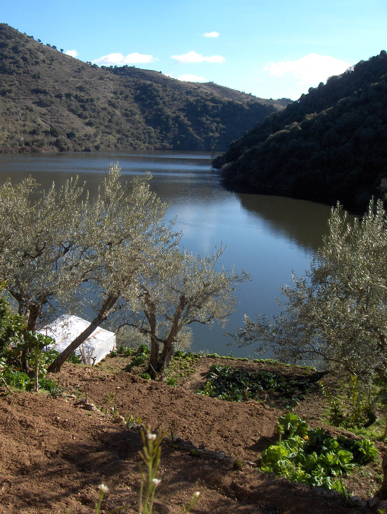 I la tierra de ls patacones calece-se i la huorta yá chocou l alforraque.