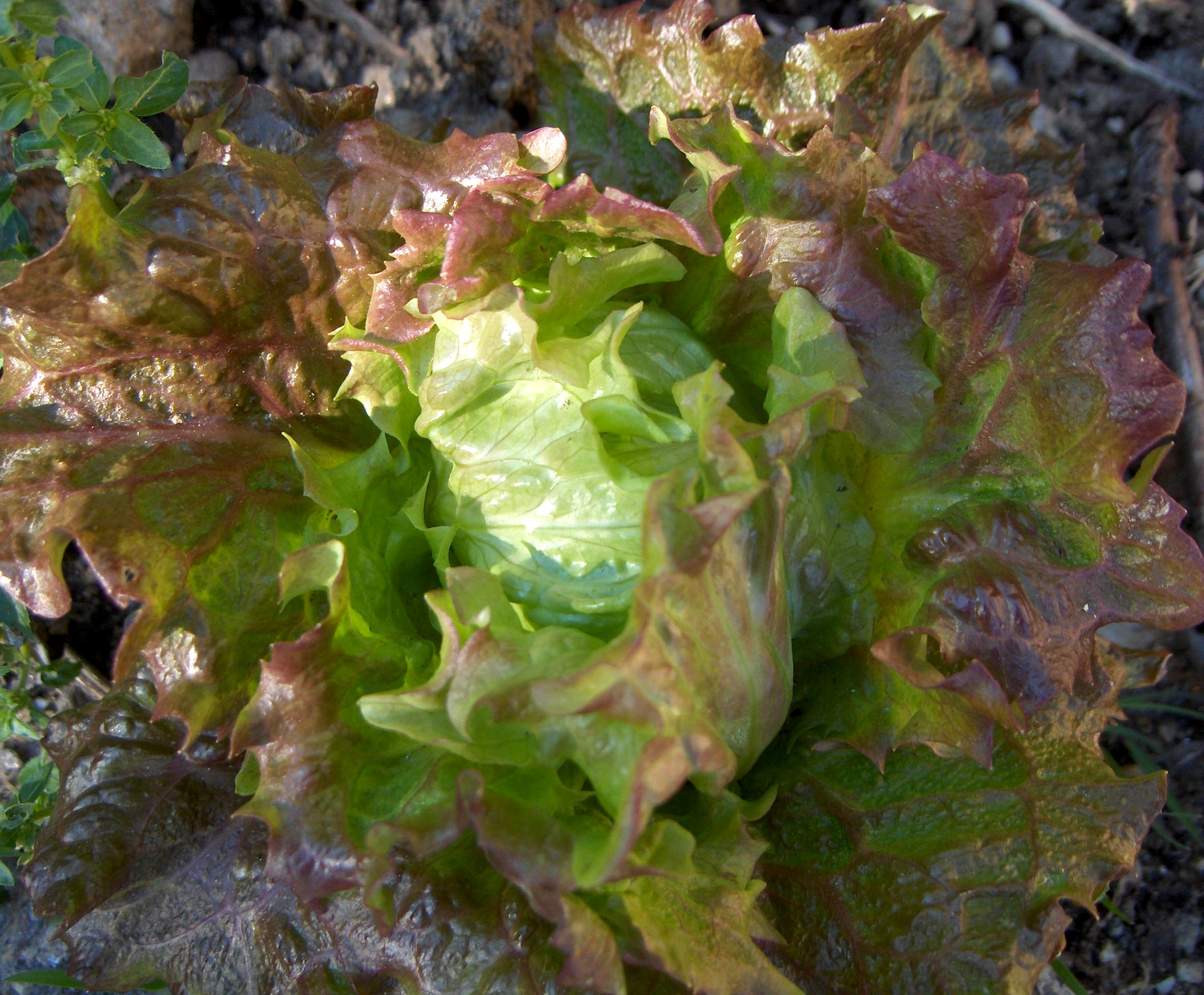 Cumo de l’outra beç you acabei la salada toda, esta alface de la huorta de tiu Paxareiro an Forcaleiro ye pa…