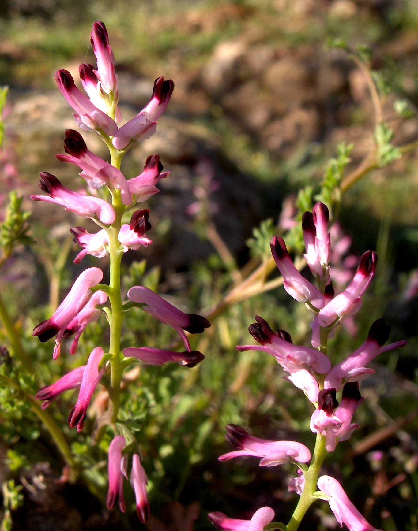 I estas yerbas cun esta flor! Se fússen grandes até dában para poner nun baso.
