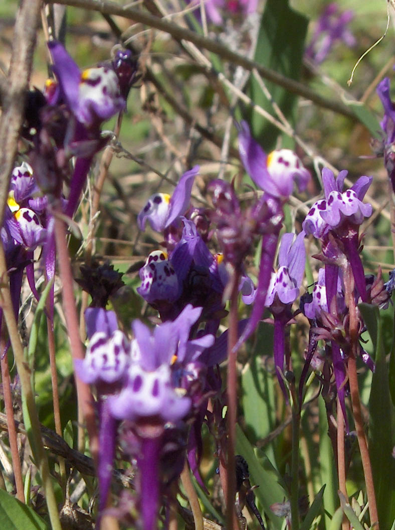 I estas floricas! Nun sei cumo se cháman, mas assi oumentadas até parécen la flor de la spadana!