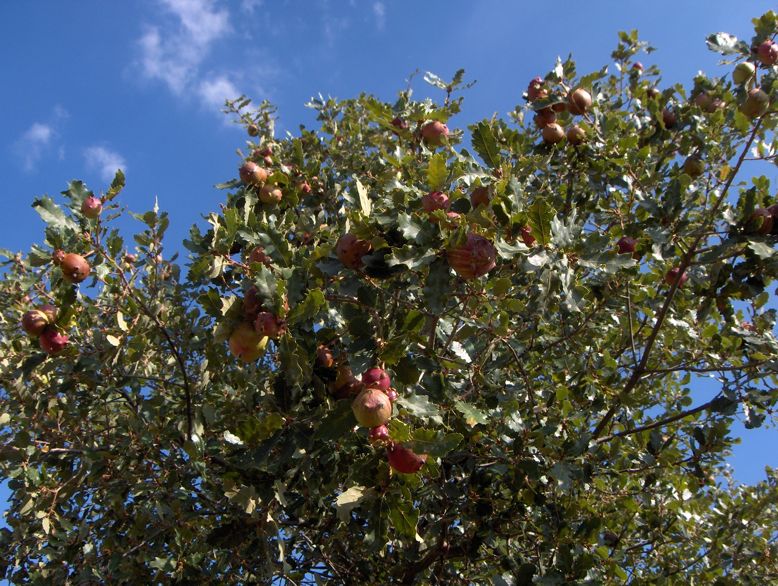 L cielo acontra ua carbalheira chena de bulhacas, bulhacos i belhotras...
