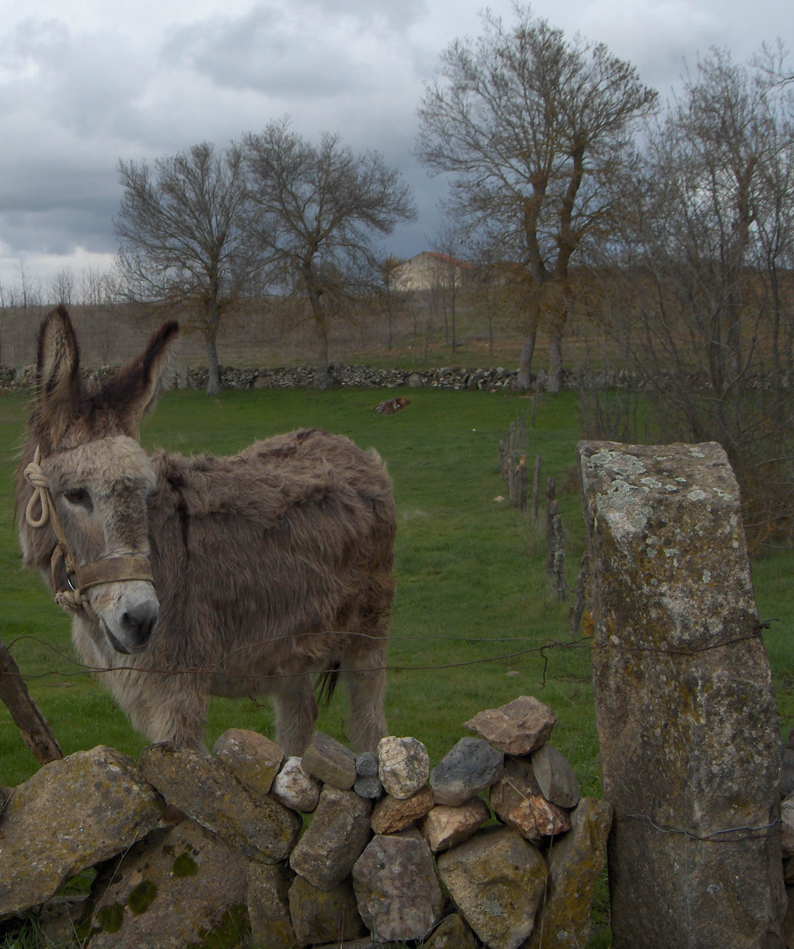 Até ls burro passórun l die a mirar pa l camino!