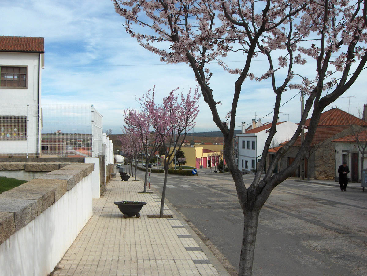 Las almexineiras de l’abenida çfazien-se an amores de flores polinizadoras...