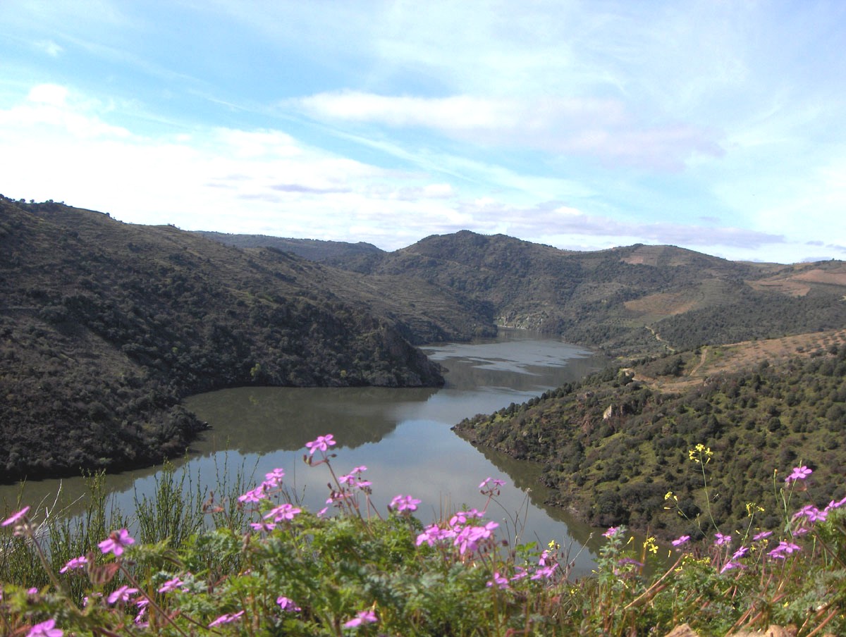 Las flores agora parece que fui Nuosso Senhor que las botou cun ua pala, anton pa las arribas até parece que…