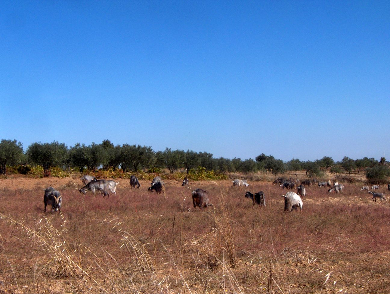 Anquanto you araba, Chico fartaba las cabras...