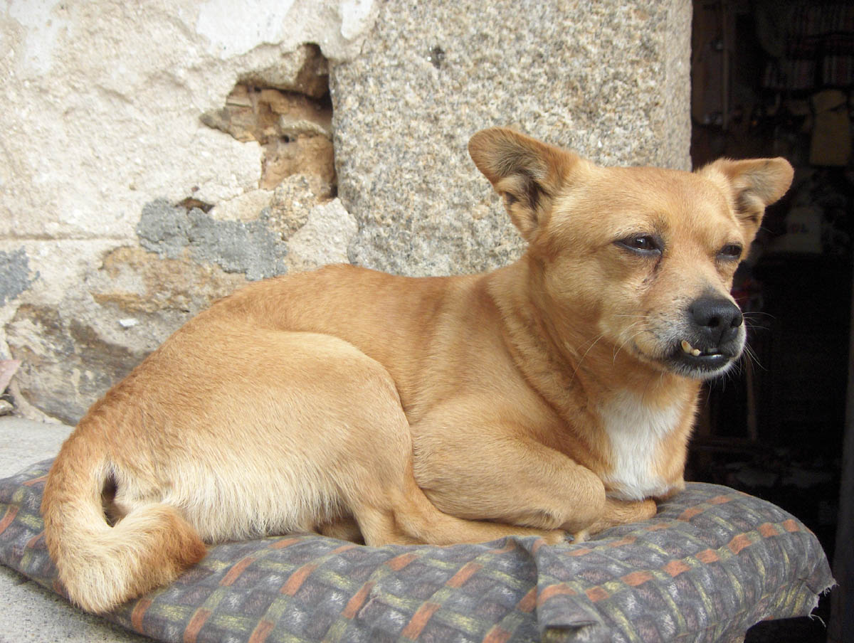 Abril ó Márcio, al perro tanto se le dá!