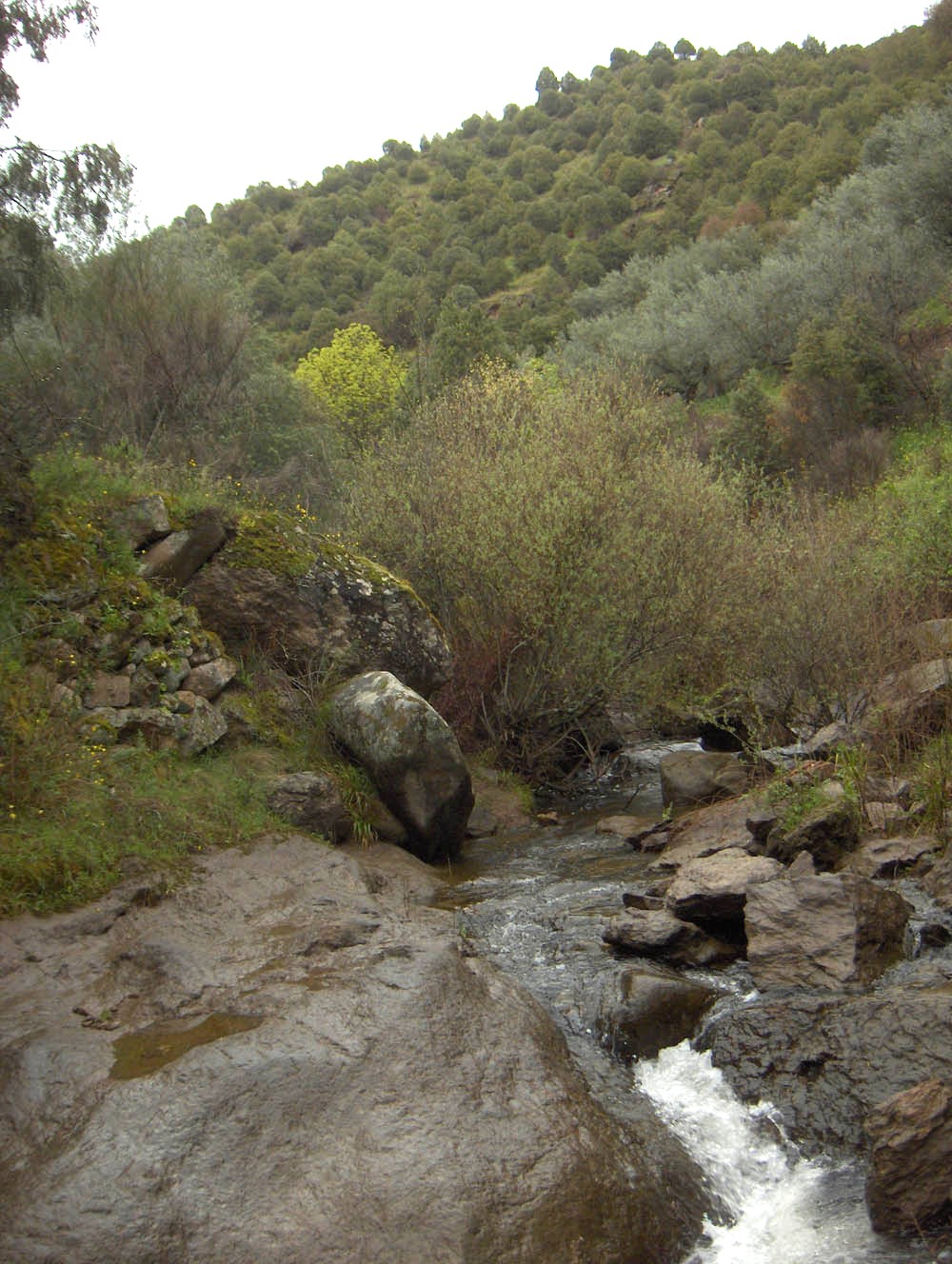 La ribeira, einocente, scaba sedes anunciadas. Rouba l’auga a la piçarra sudada de l suolo de ls nebros i…