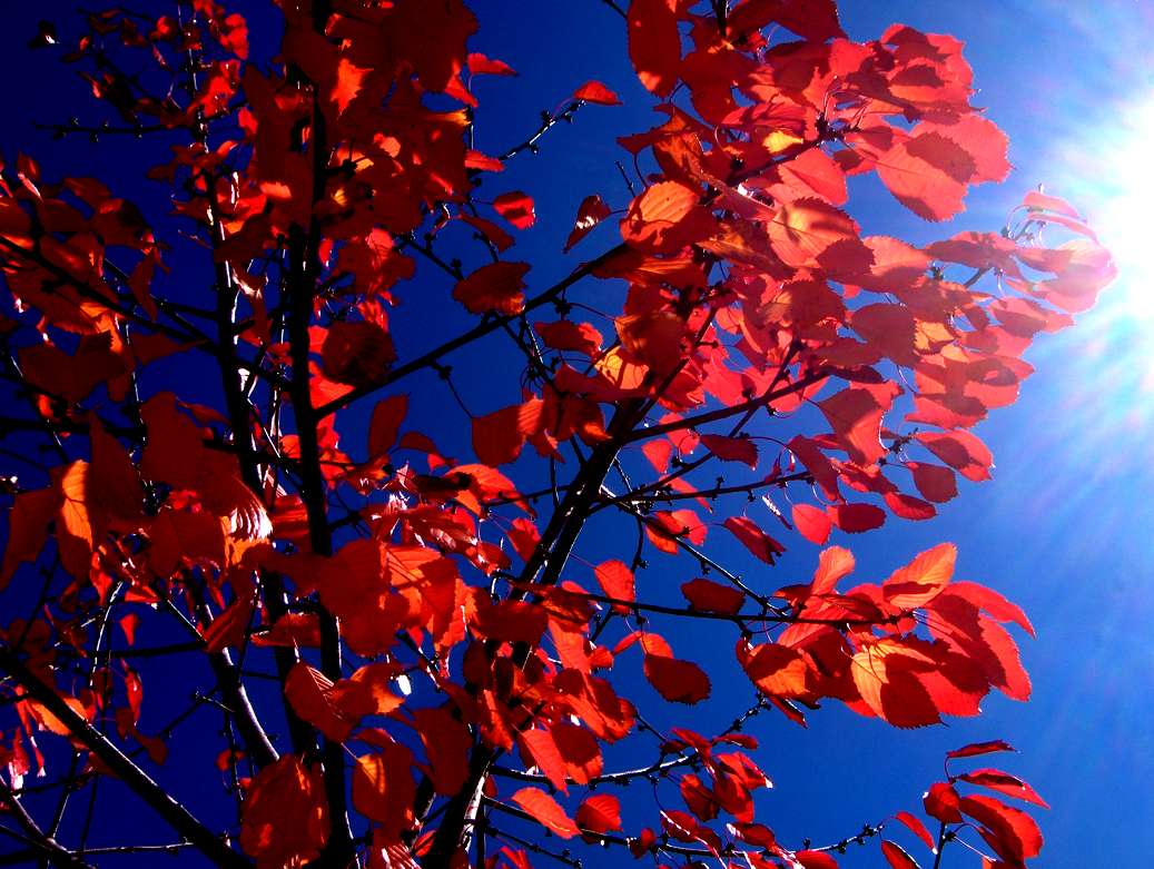 Burmeilhas son las cereijas maduras, burmeilhas son las fuolhas amaduradas. I l sol, que faç ne l meio deste…
