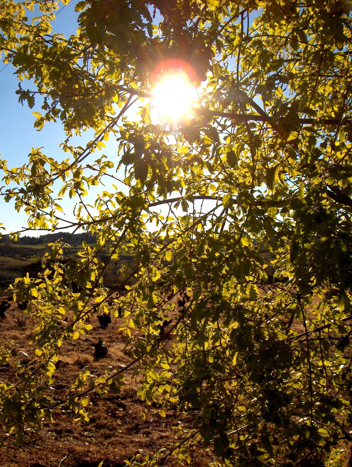 I l carbalho anchiu-se de sol...