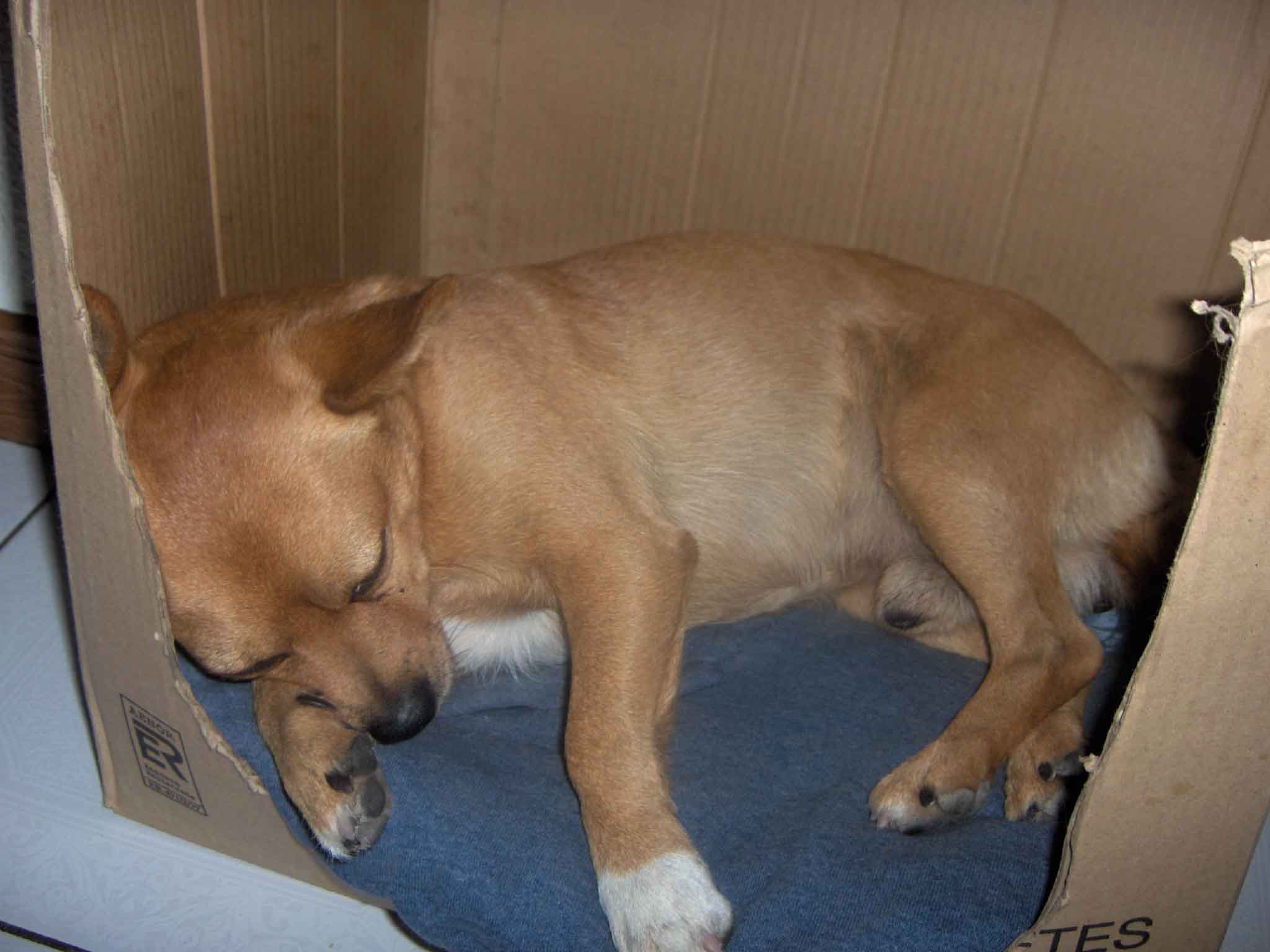 Chuobe na rue i l perro apedura la sue cama marralheira. Las moscas negras stan a acabar-se i las brancas yá…