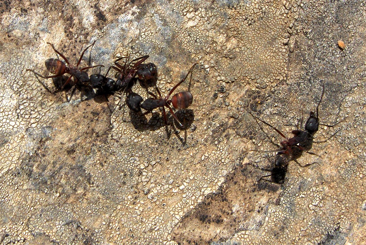 Yá algue beç teniedes bisto ua guerra antre formigas scarabalhotas? Las muortes fúrun muitas... ua berdadeira…