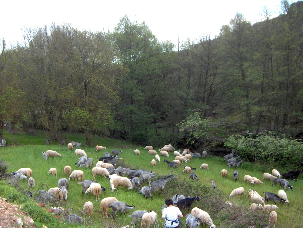 I pástio para cabras i oubeilhas...