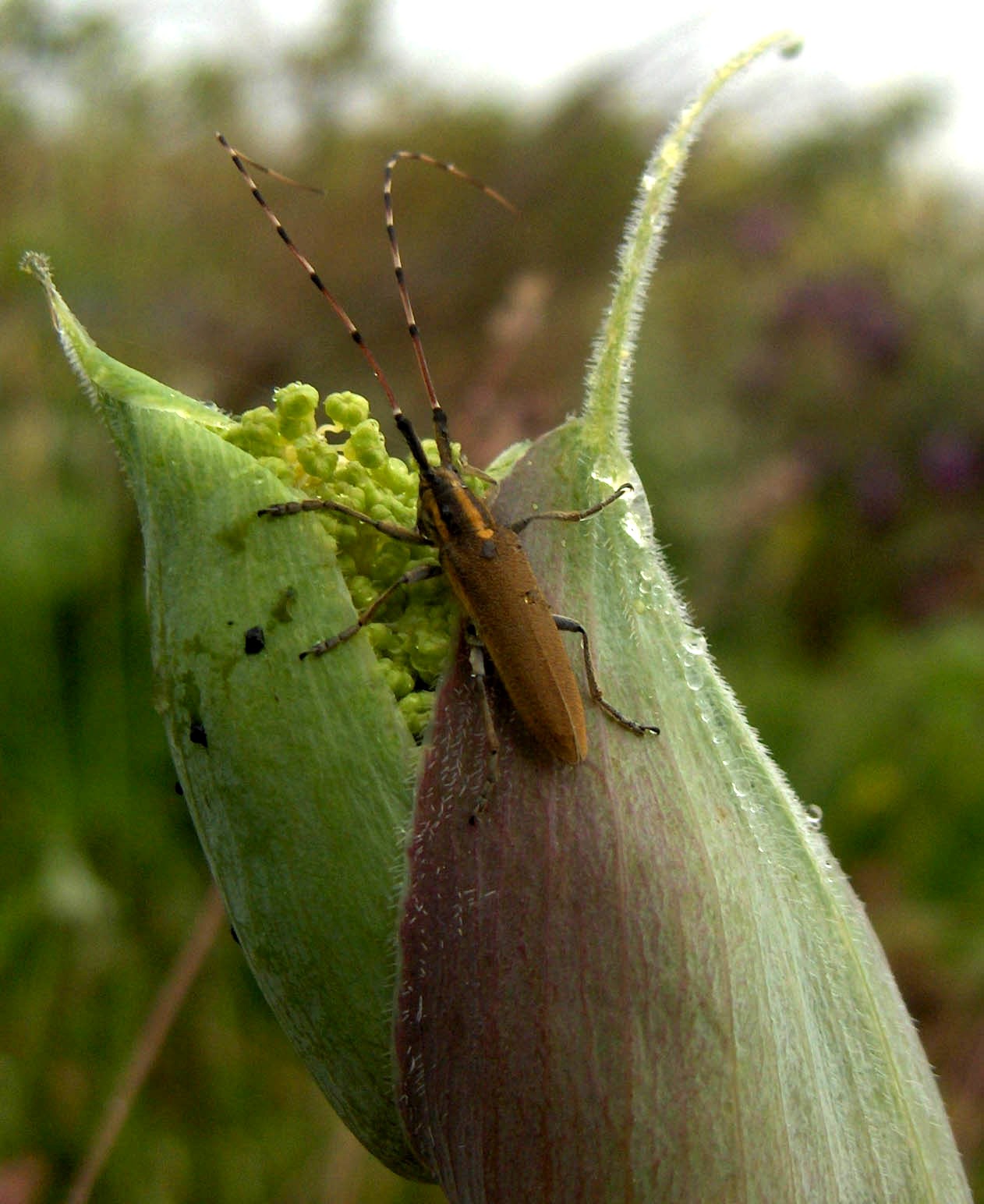 I até este bicho que nun sei l nome i mais parece ua lagosta cuntenta por tener auga para buer.
