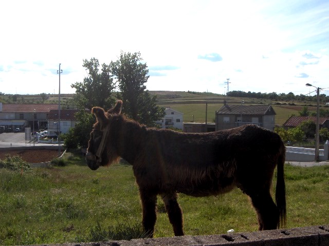 L burro yá bai farto d'yerba i de l die...