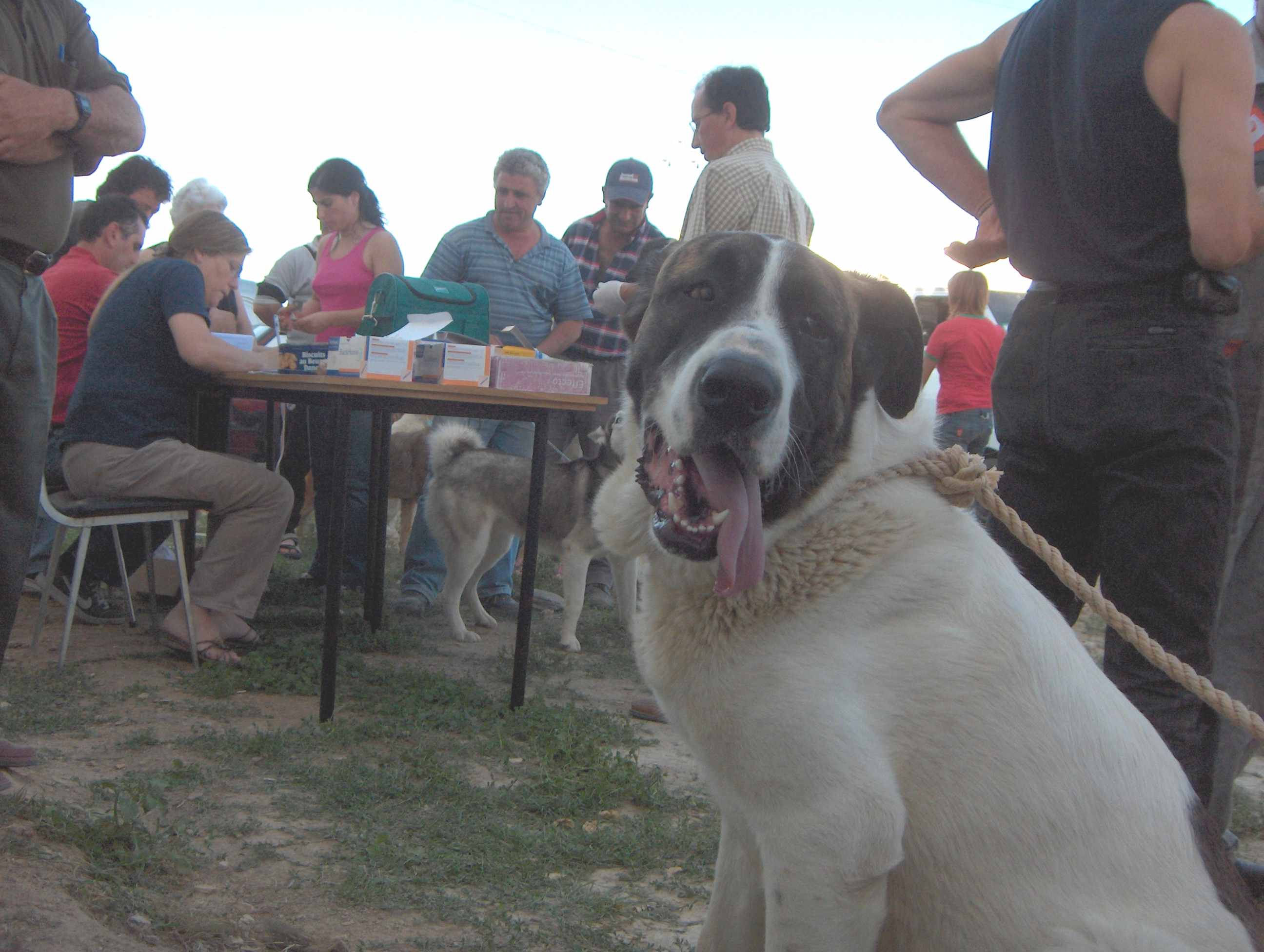 Animales aparecírun de to las culidades i granduras...