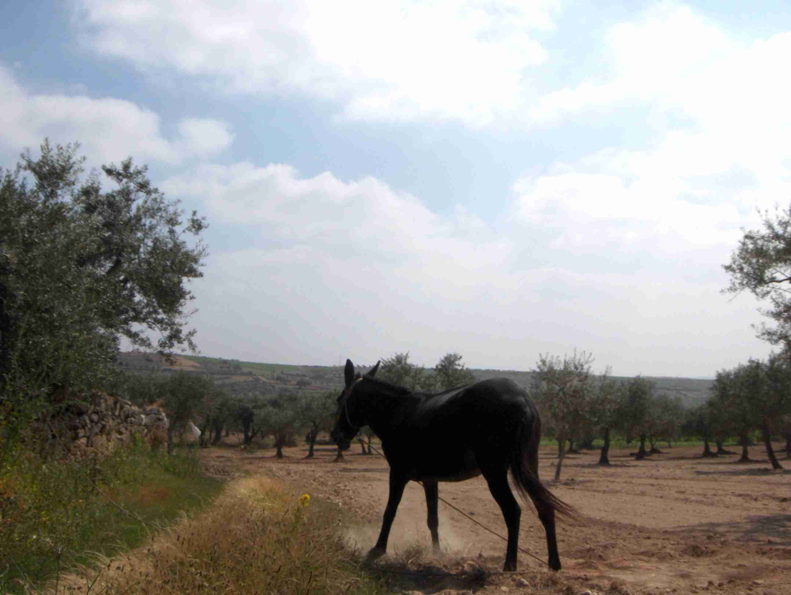 I apuis albantou-se i cuntinou a pacer la yerba de la borda de la parede.