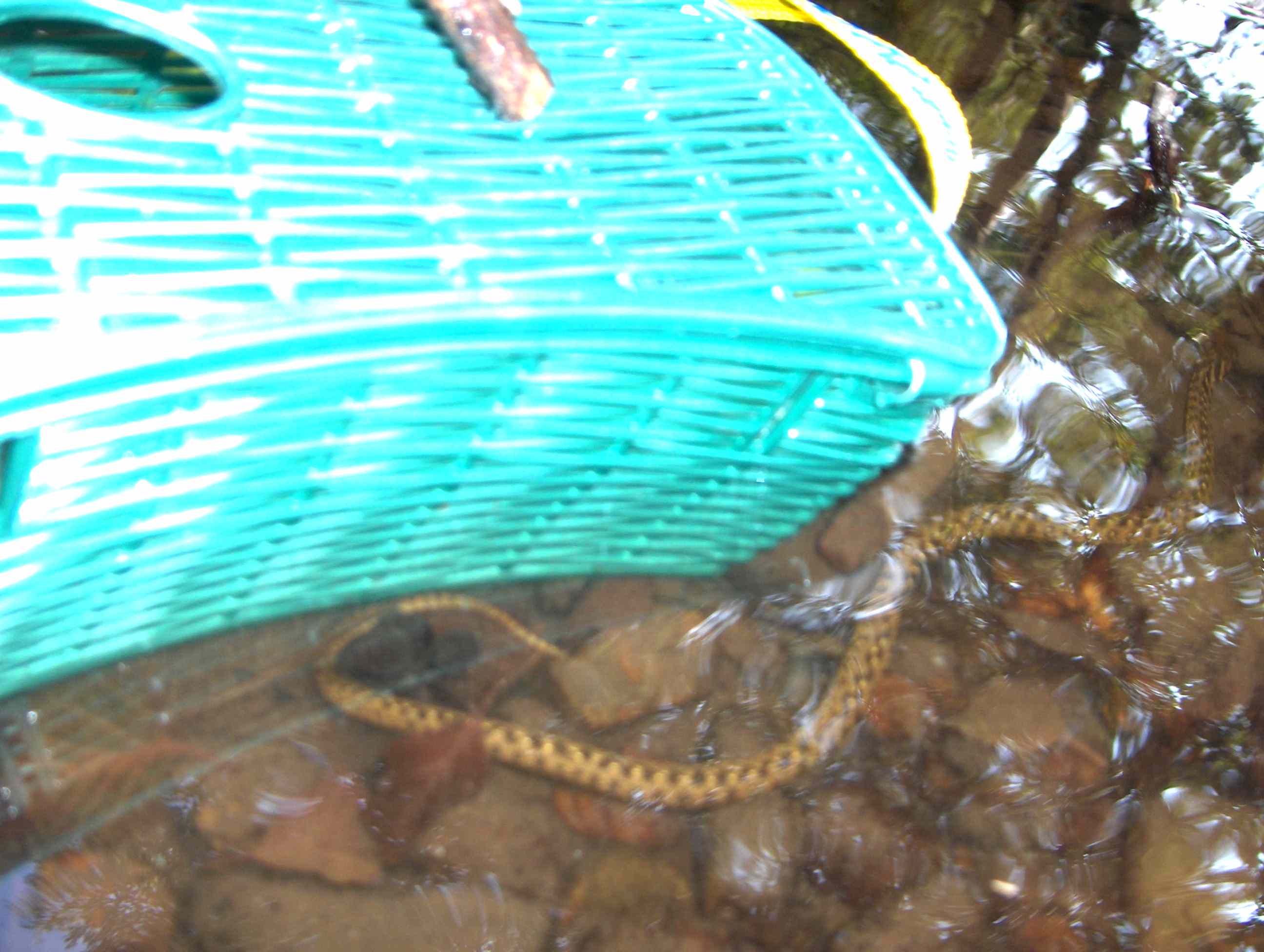 Andaba alhi ua quelubrica ladrona de ls peixes que nós teniemos caçado...
