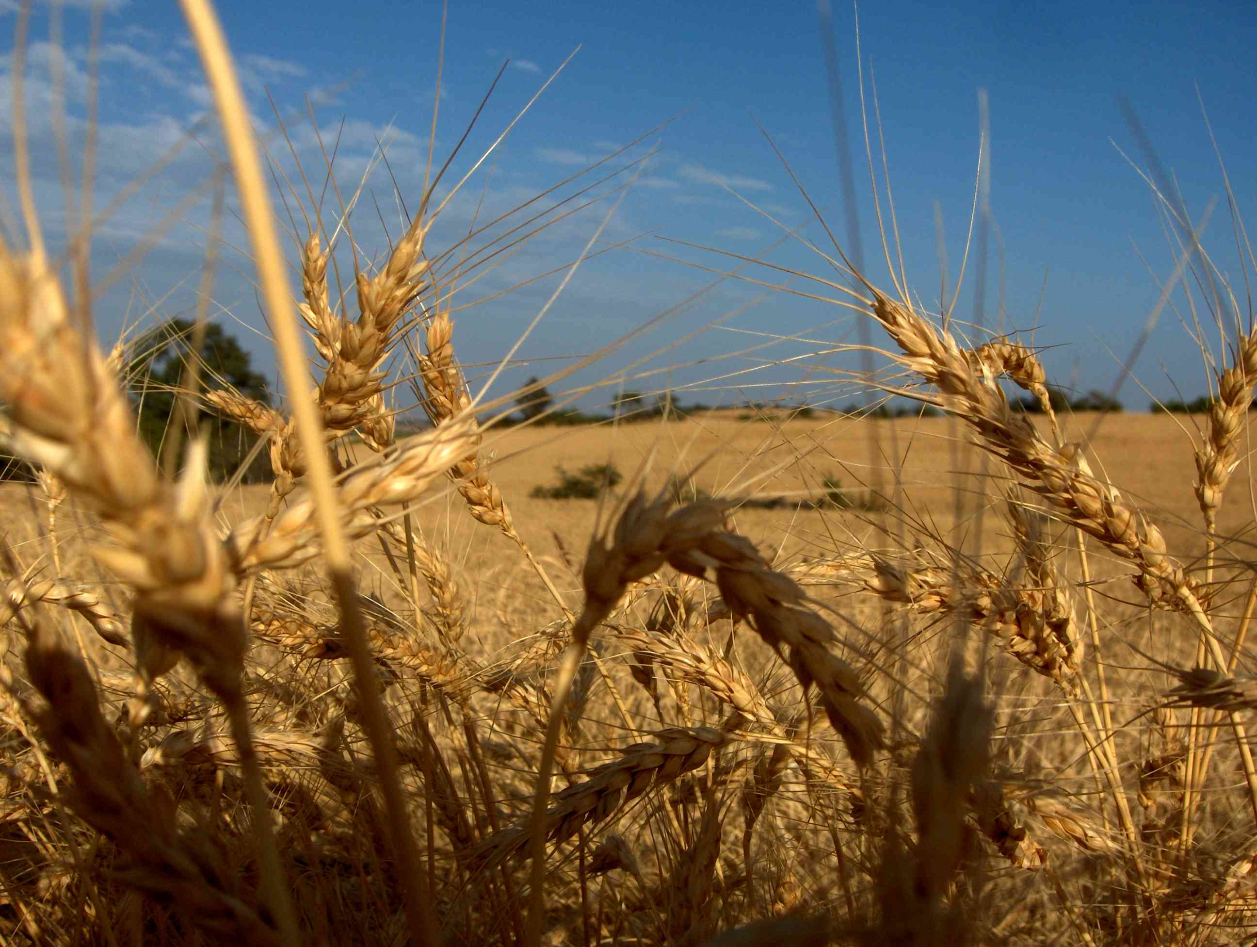 Batien-me las spigas ne ls uolhos i l sol nas cuostas... segar manda truco!