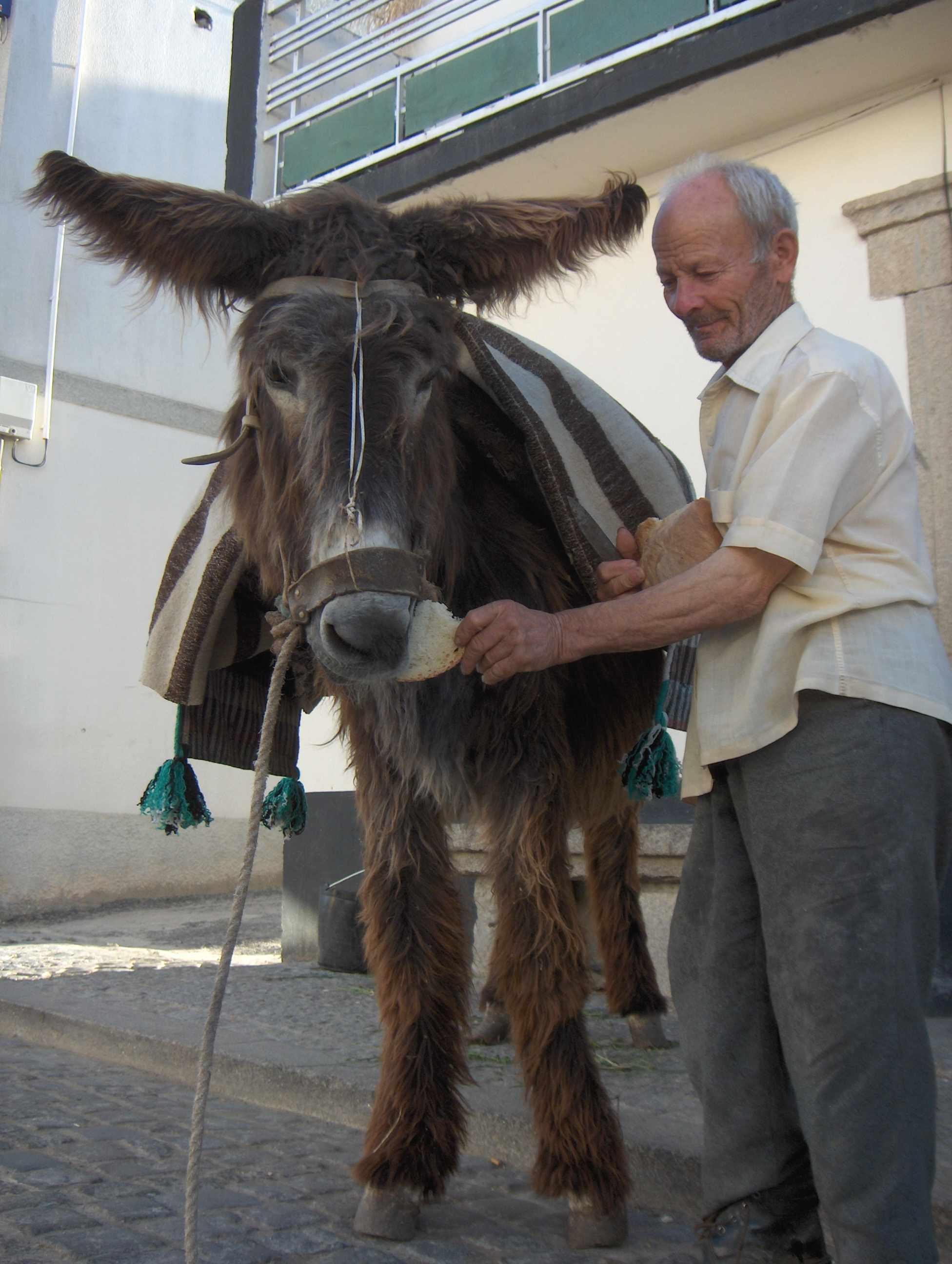 Tiu Alfredo Cachachin dou-le ua códia al sou burro para que cunsentisse ir a la cuncentaçon de l Burro i l…
