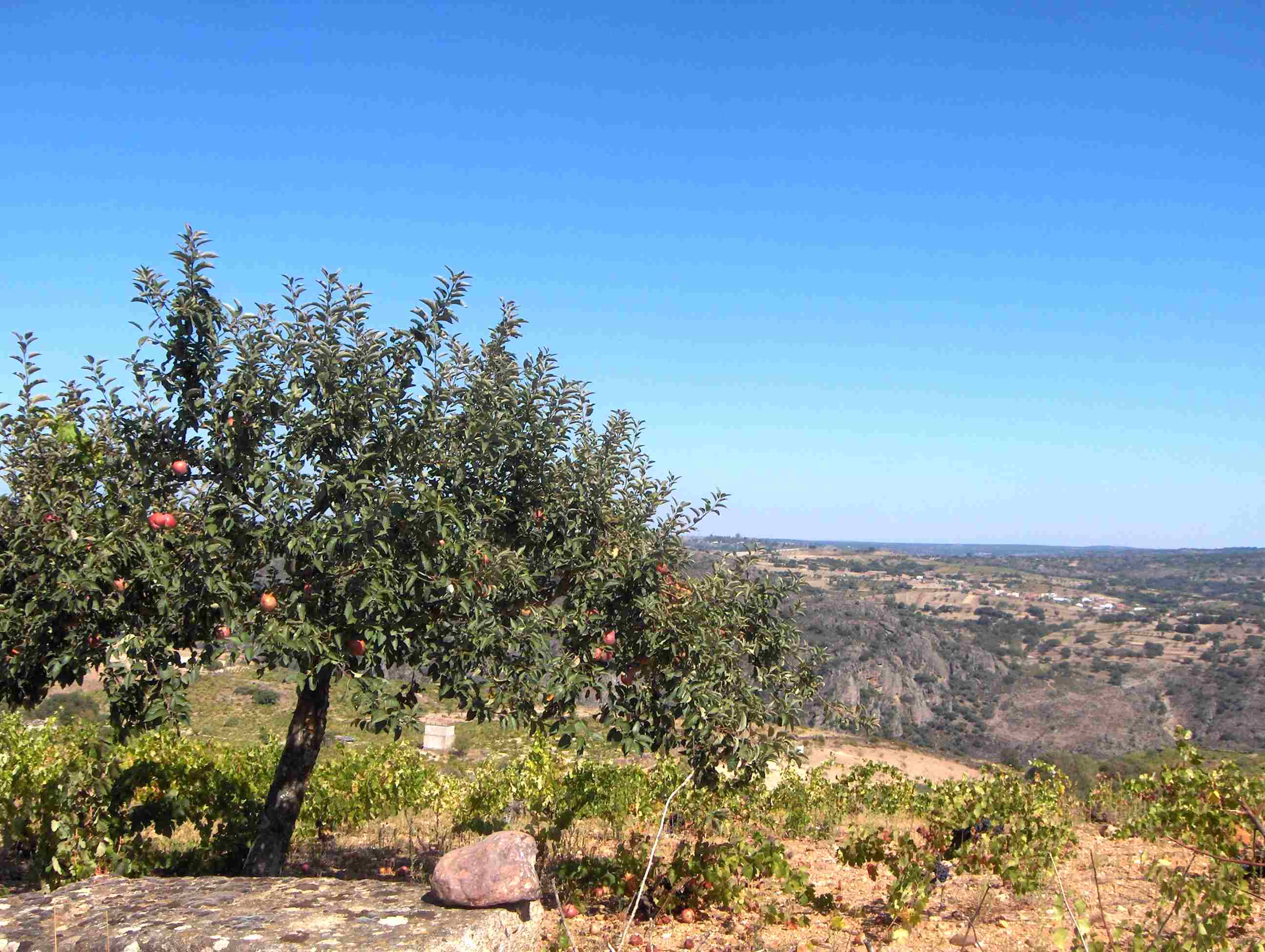 Al subirdes pa l Cabeço de la Marrielha, cumo ua zabergonhada, esta maçaneira atira-bos cul burmeilho de las…