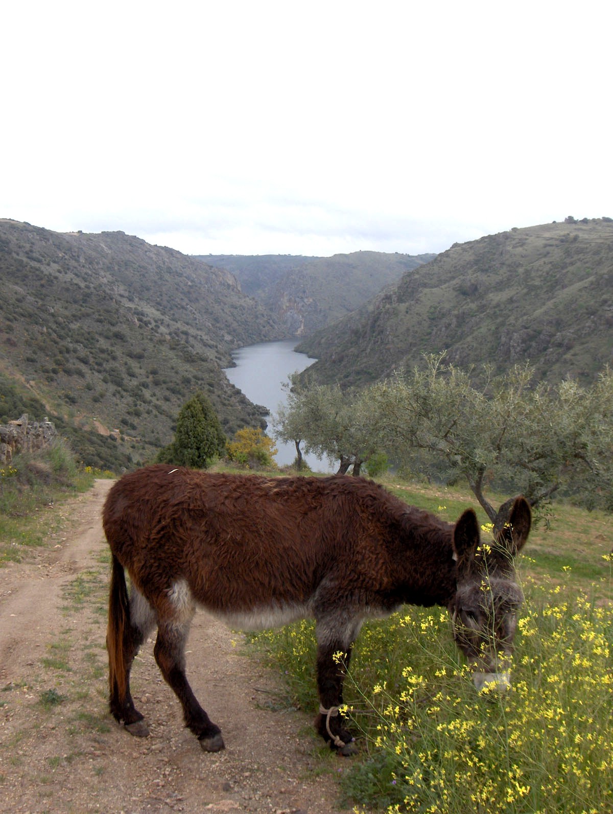 Quando you era garoto i chegaba la fin de Márcio, dezie un tiu de la mie rue: “Quien me dira ser burro…