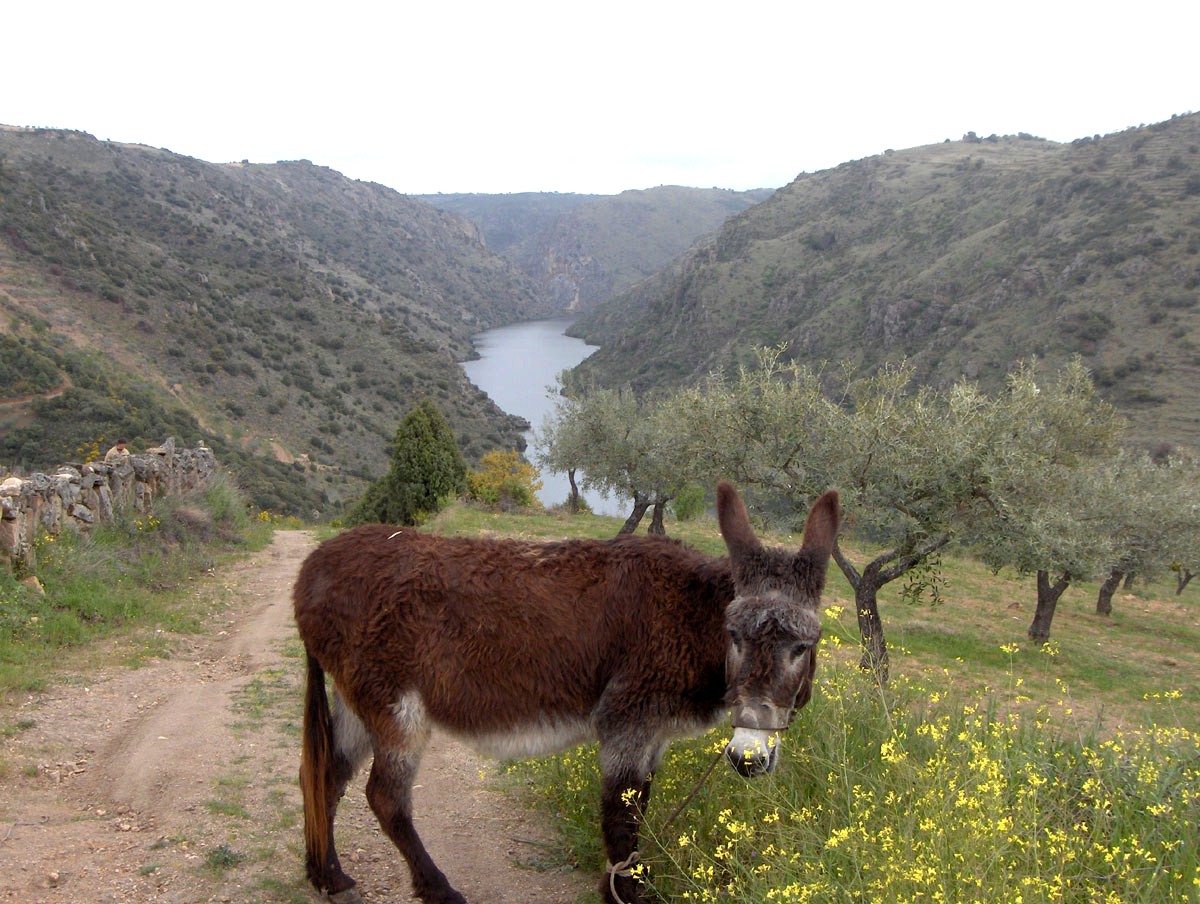 I este burro miraba para mi i dezie: “estes mourones ténen ua flor mui guapa, mas pa comer, nun me cumbíncen!”