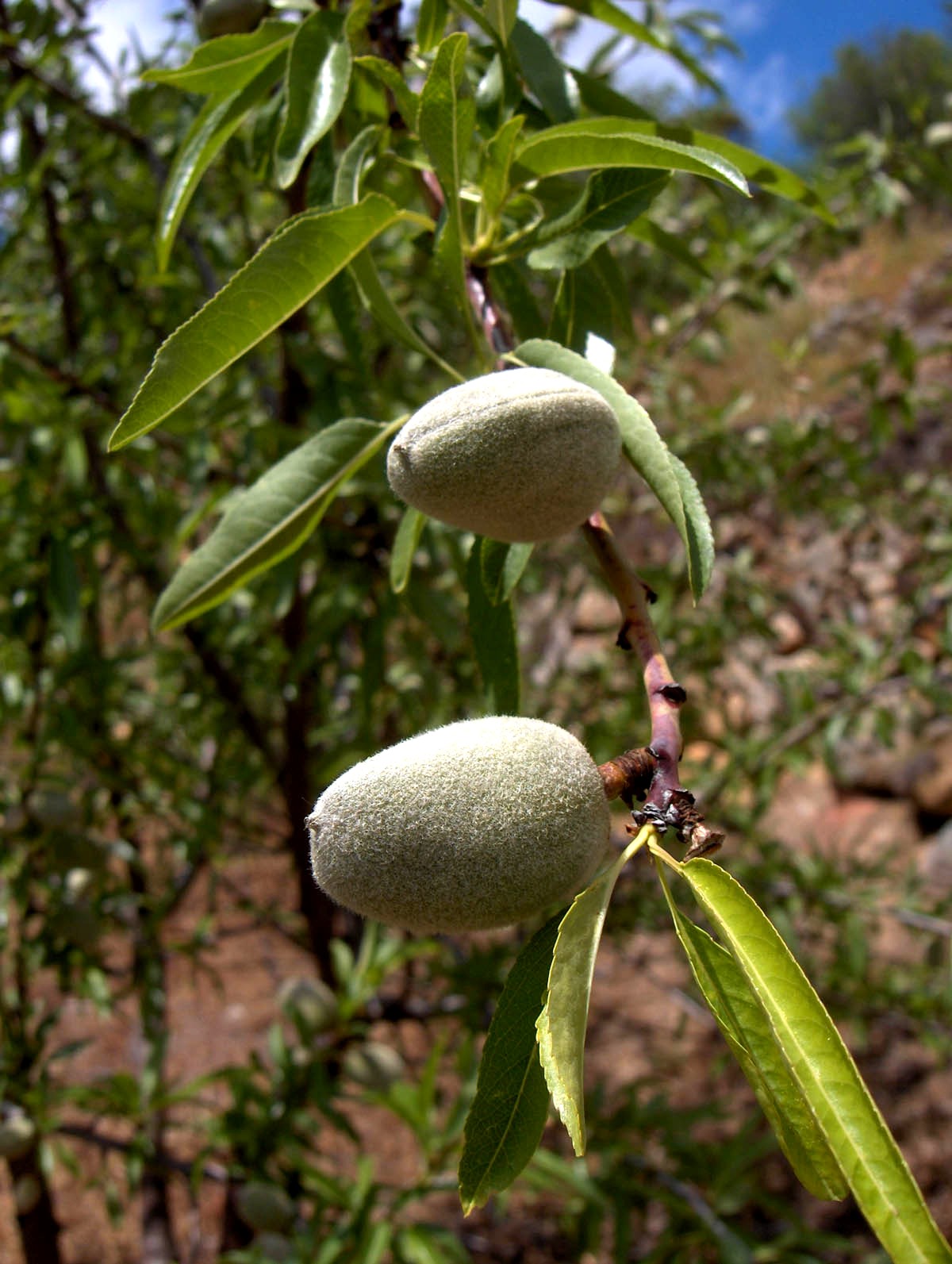 Este ye l berdadeiro poder de l'almendra de Forcaleiro, a la spera d'augas de Maio.