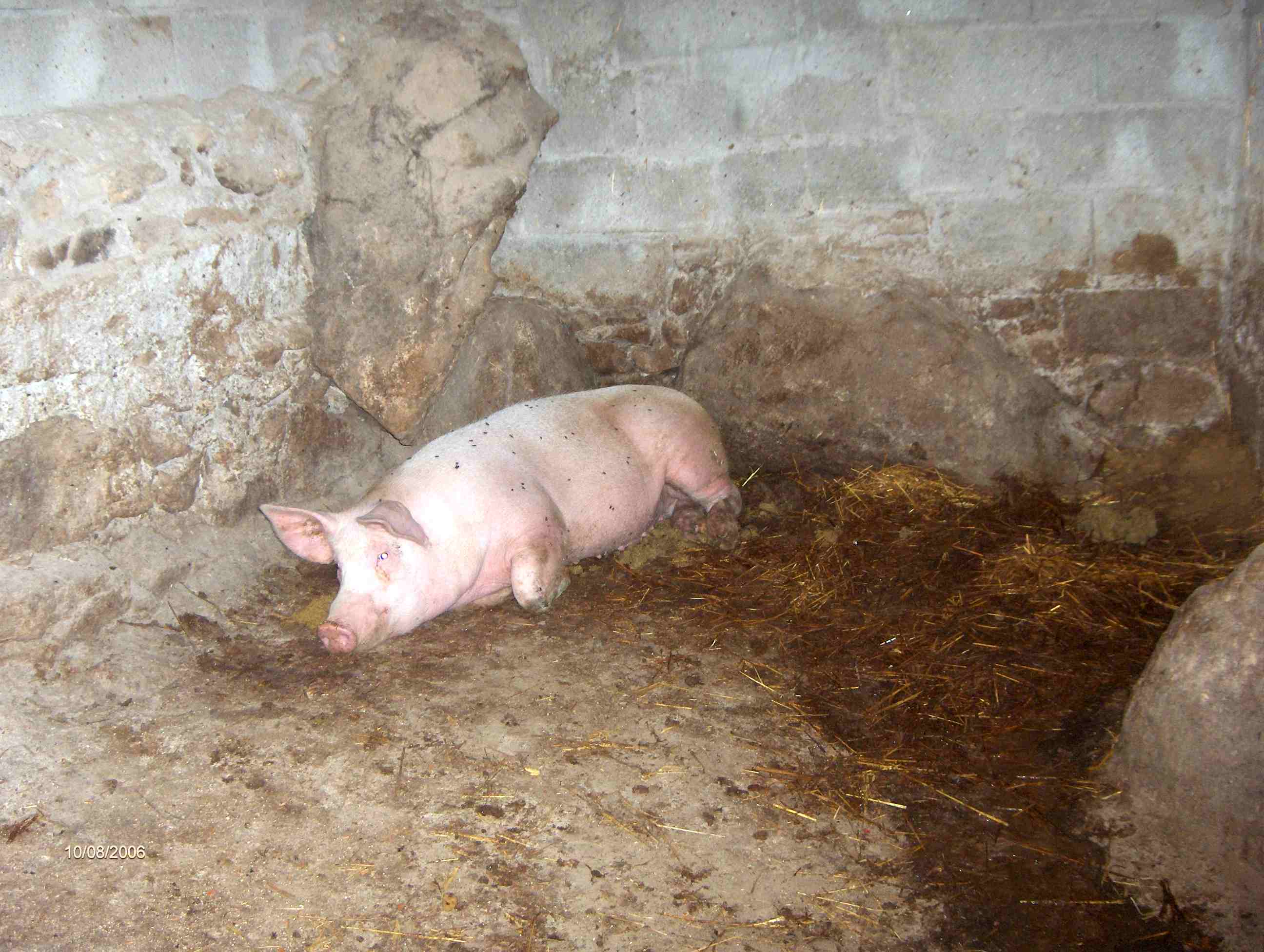 ... comer i drumir i bida de cochino...