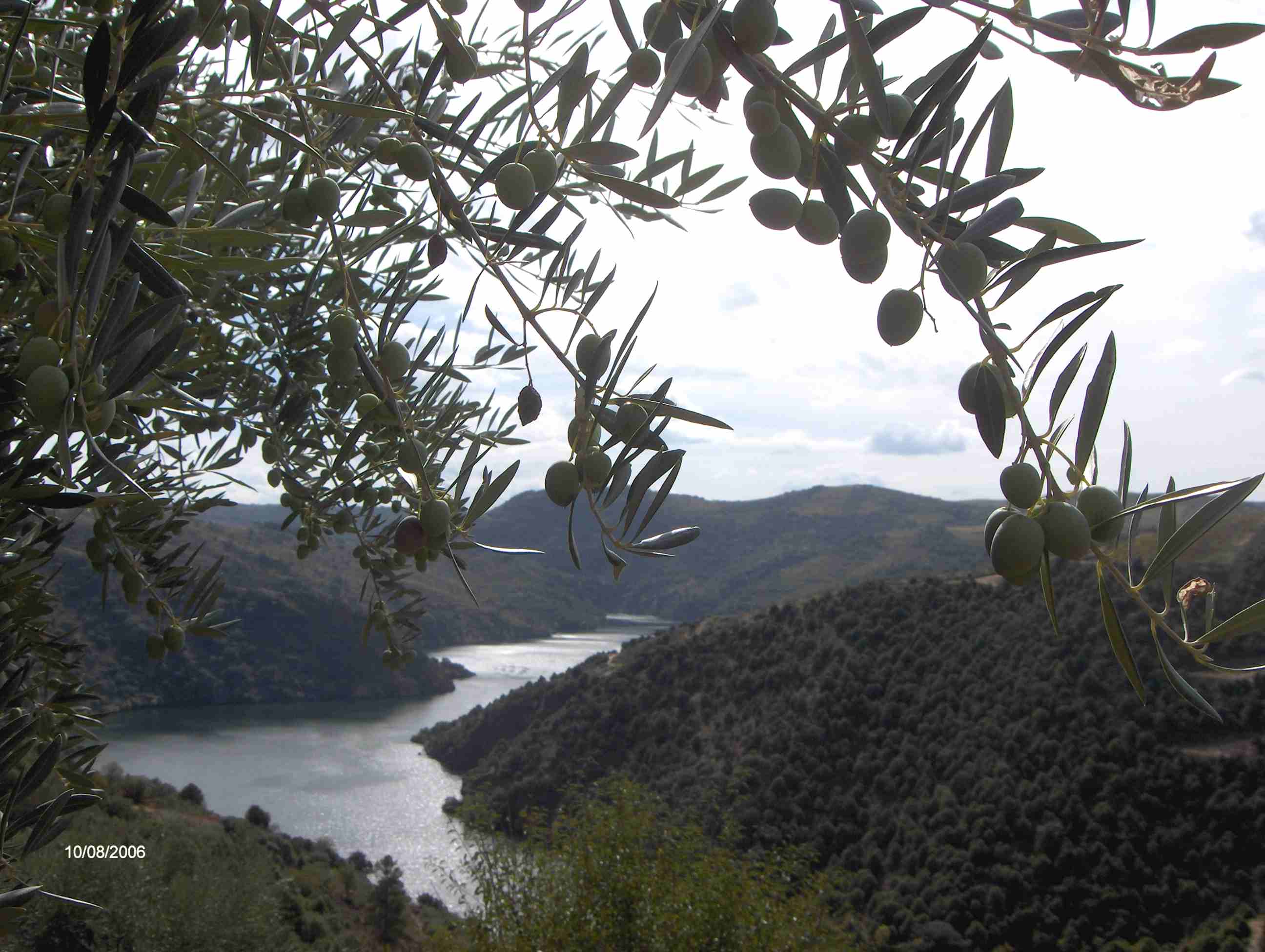 Fui-me a ber se las mies azeitunas de Forcaleiro yá ban capazes d’apanhar pa l’auga.