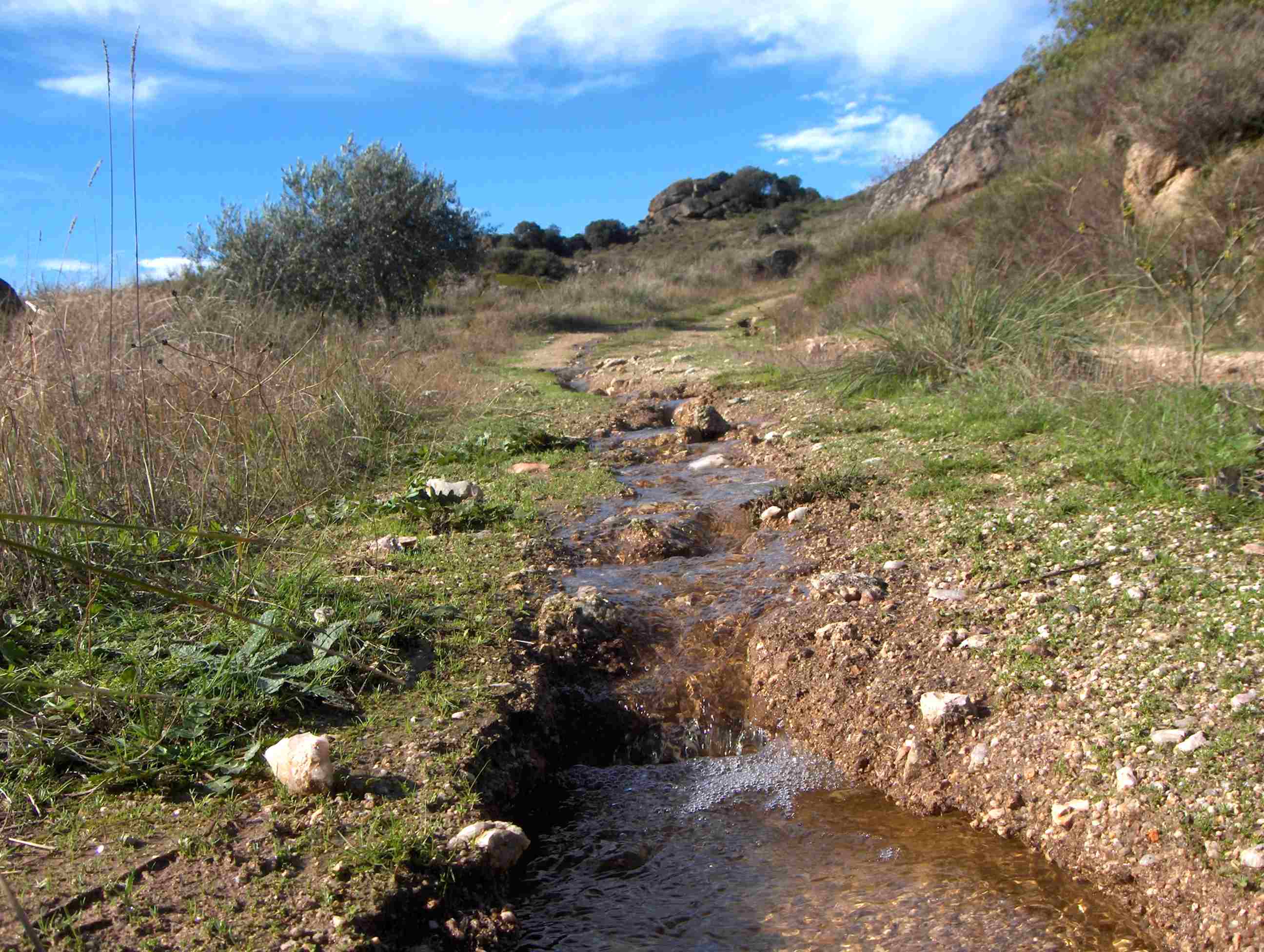 Arrieira caminos...