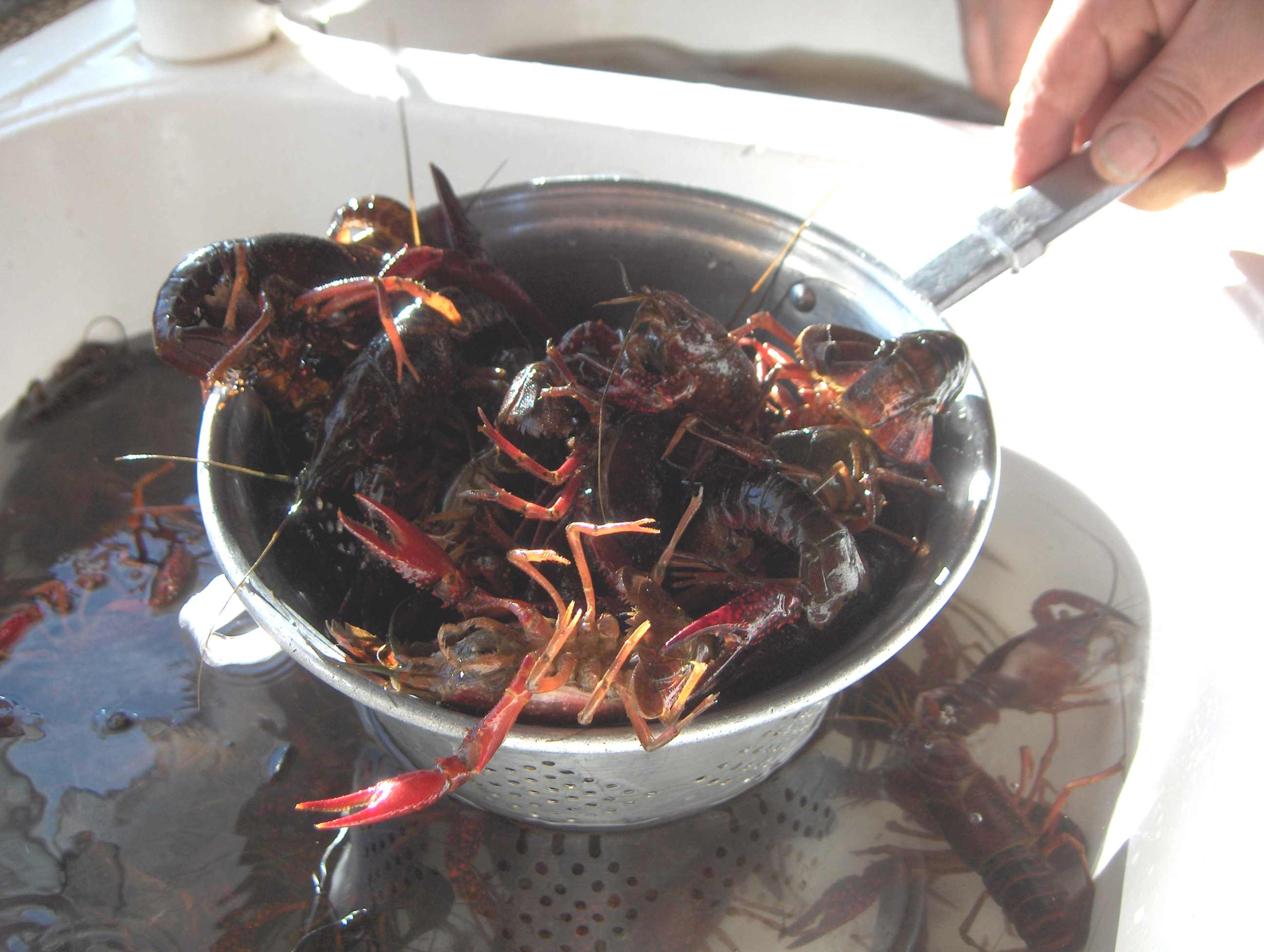 Staba you a pensar cumo bós preferis ls cangareijos de la ribeira de Teixeira: assi bibos...