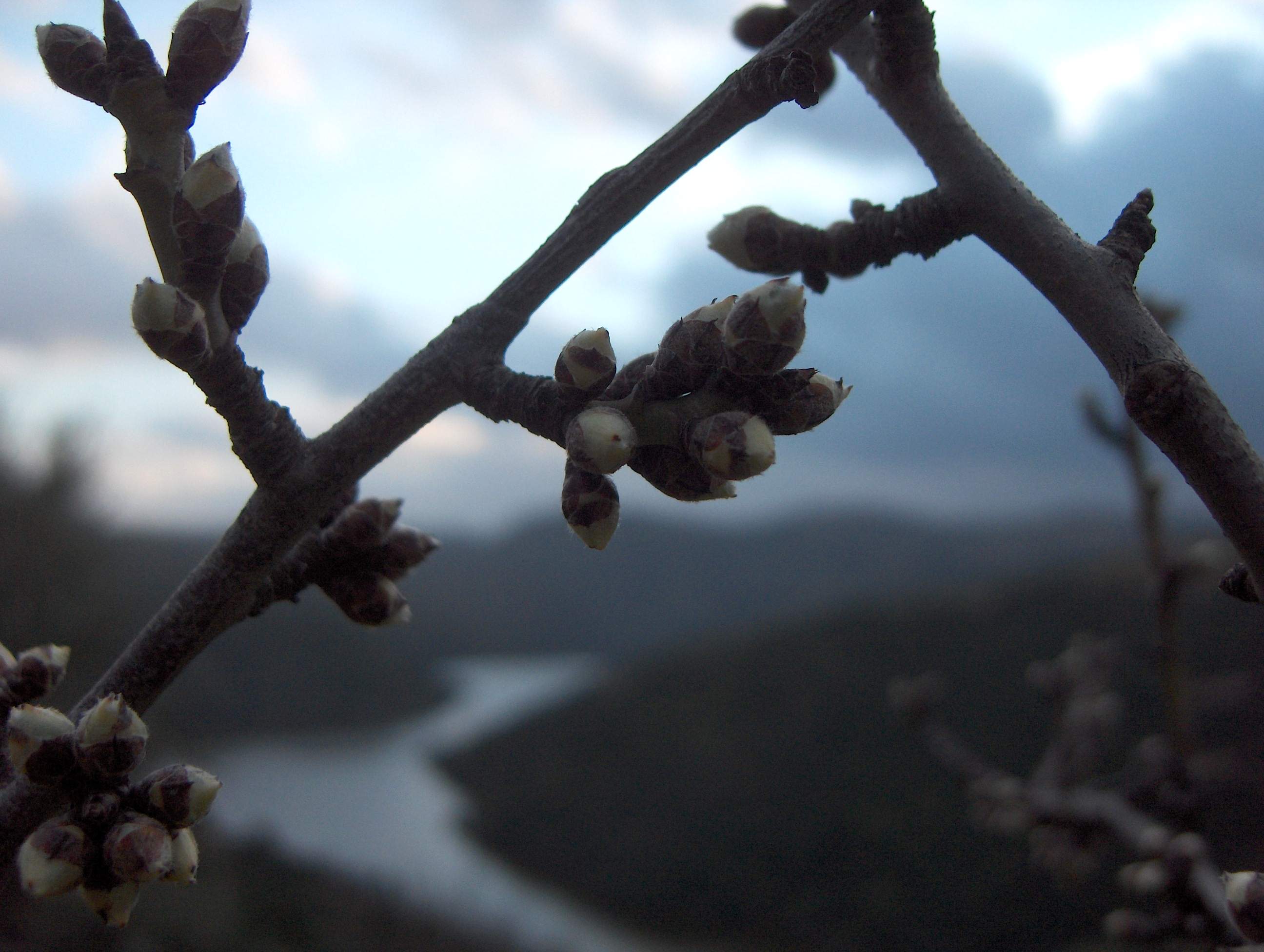 Las almendreiras yá stan bien burçudas, un die destes arrebéntan...